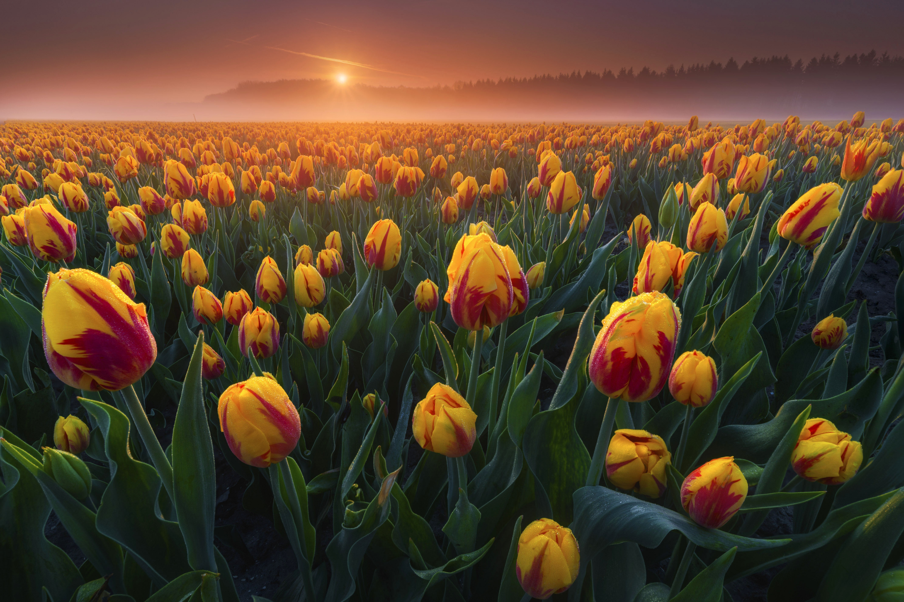 Téléchargez gratuitement l'image Fleurs, Été, Champ, Tulipe, La Nature, Terre/nature, Lever De Soleil sur le bureau de votre PC