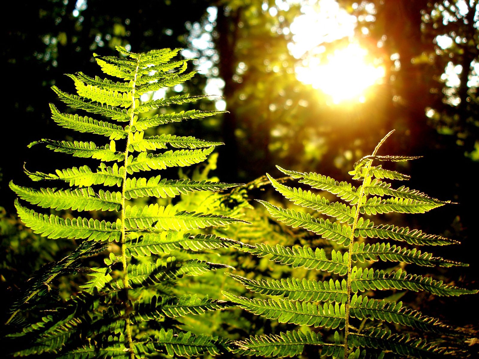 Free download wallpaper Forest, Nature, Sun, Plant, Fern on your PC desktop