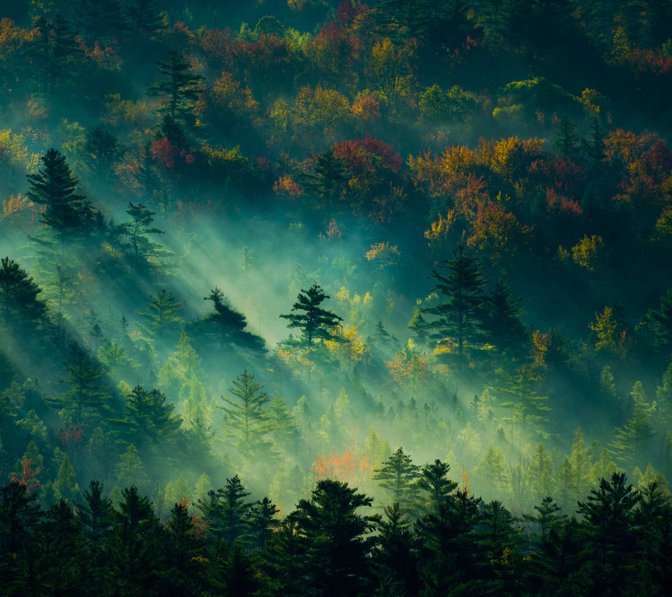 Скачать обои бесплатно Лес, Туман, Утро, Земля/природа, Солнечный Лучик картинка на рабочий стол ПК
