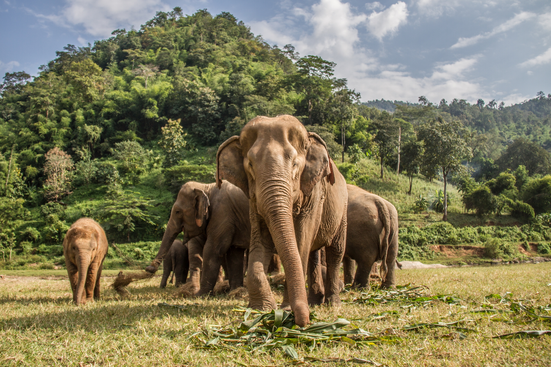 Скачать картинку Животные, Слоны, Азиатский Слон в телефон бесплатно.
