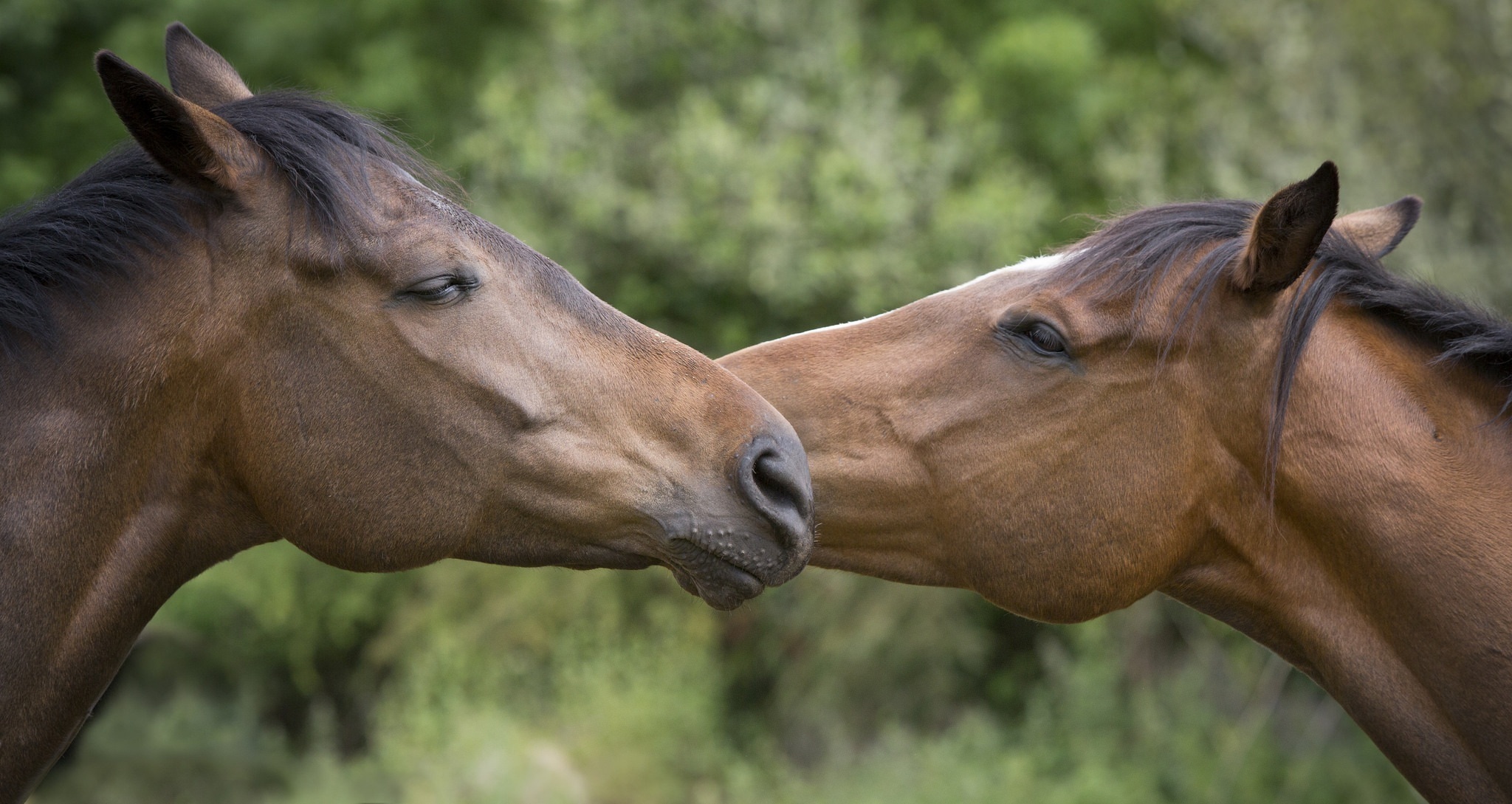 Скачать обои бесплатно Животные, Любовь, Лошадь, Милые картинка на рабочий стол ПК