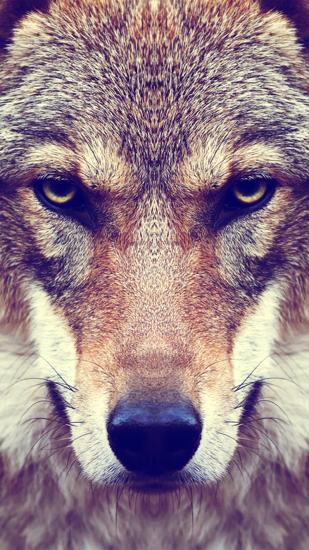 Descarga gratuita de fondo de pantalla para móvil de Animales, Bozal, Lobo, Cara, Mirar Fijamente, Wolves.