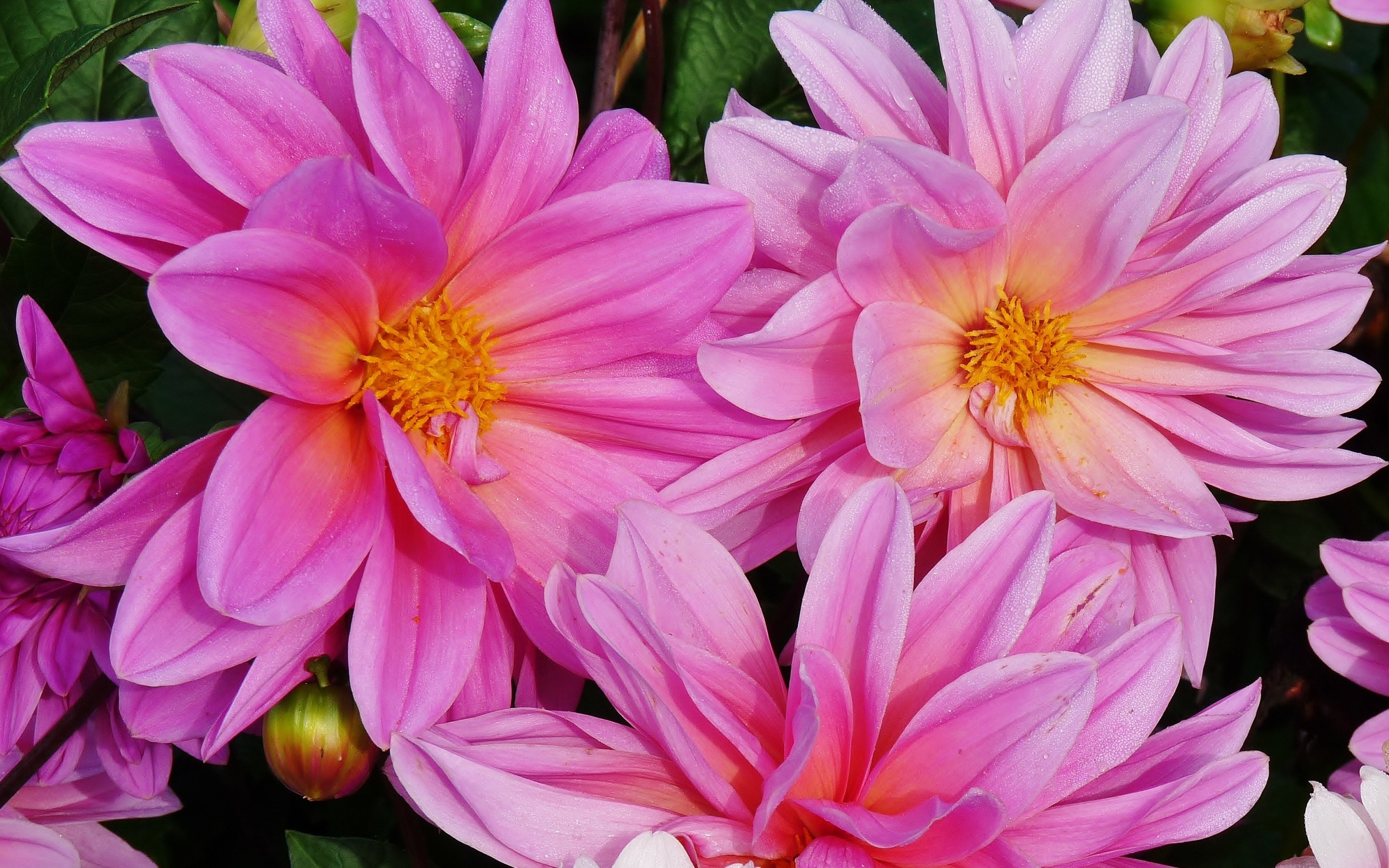 PCデスクトップにフラワーズ, 菊, 花, 地球, ピンクの花画像を無料でダウンロード