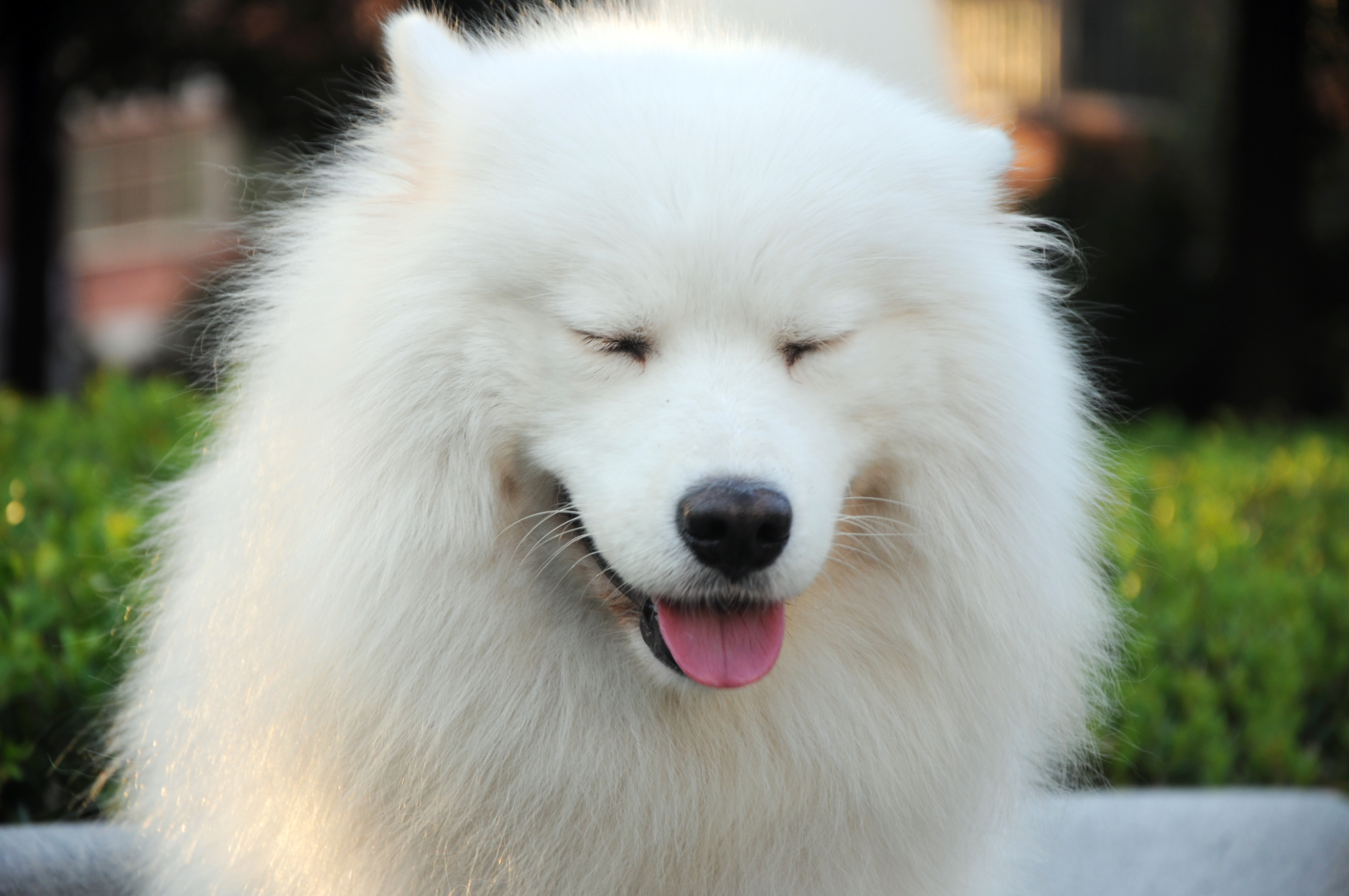 302144 descargar imagen animales, samoyedo, de cerca, perro, perros: fondos de pantalla y protectores de pantalla gratis