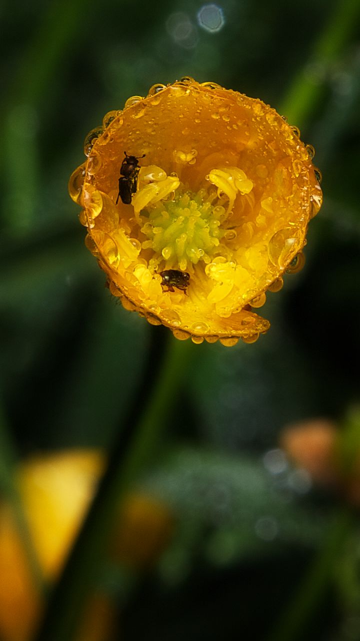 Download mobile wallpaper Rain, Sun, Gold, Macro, Insect, Dew, Meadow, Photography, Buttercup for free.