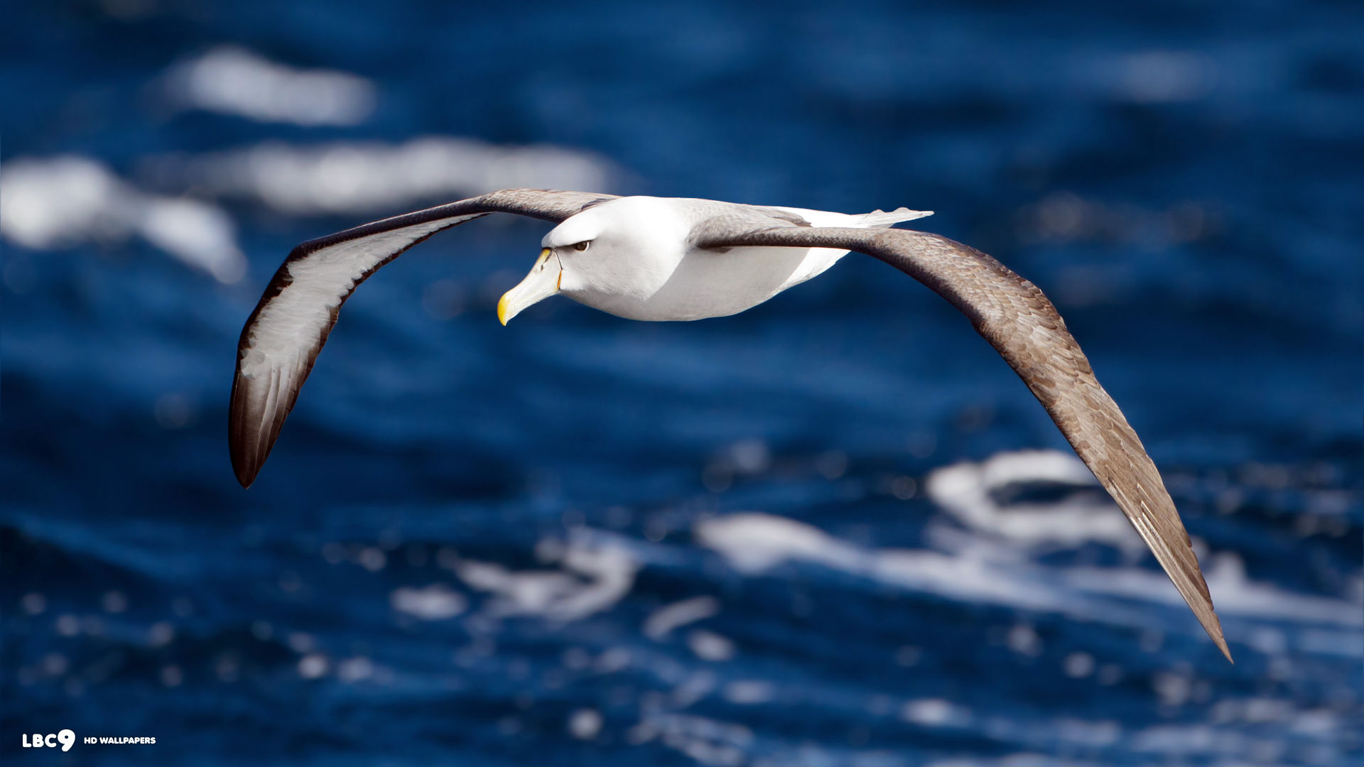 albatross, animal, birds