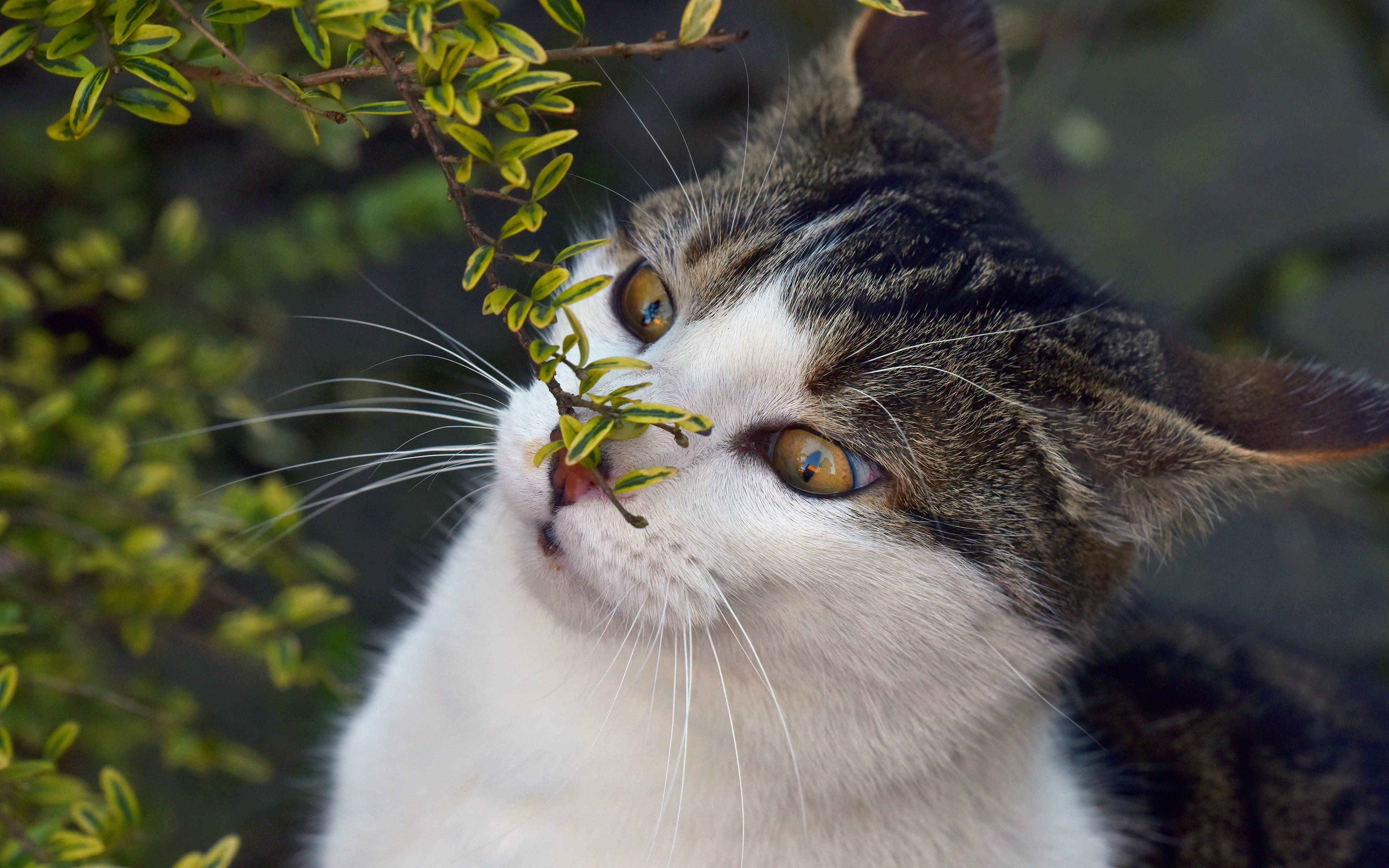 Baixe gratuitamente a imagem Animais, Gatos, Gato na área de trabalho do seu PC