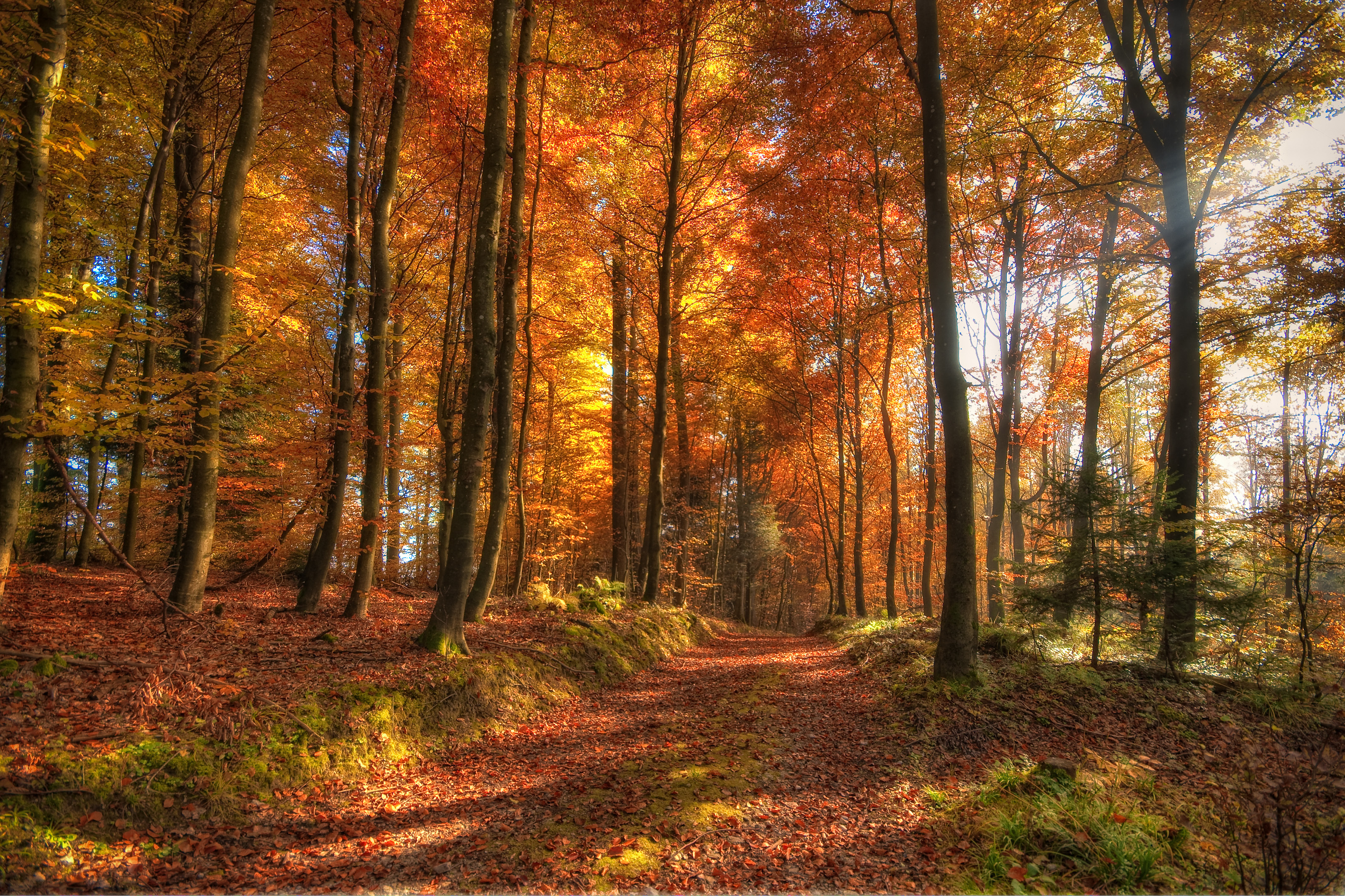 path, earth, fall, forest, leaf, sunlight