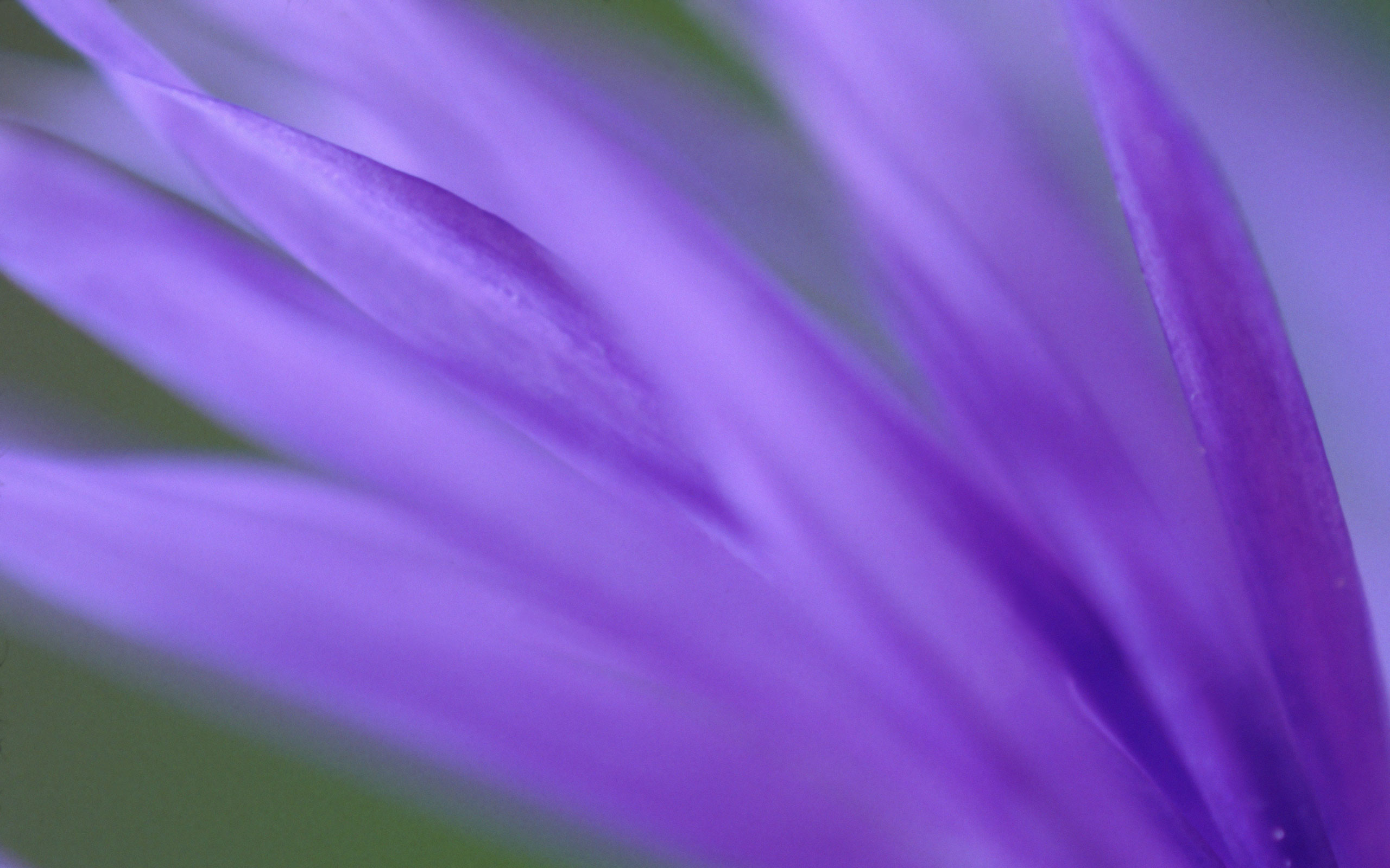 無料モバイル壁紙フラワーズ, 花, 地球, 紫のをダウンロードします。
