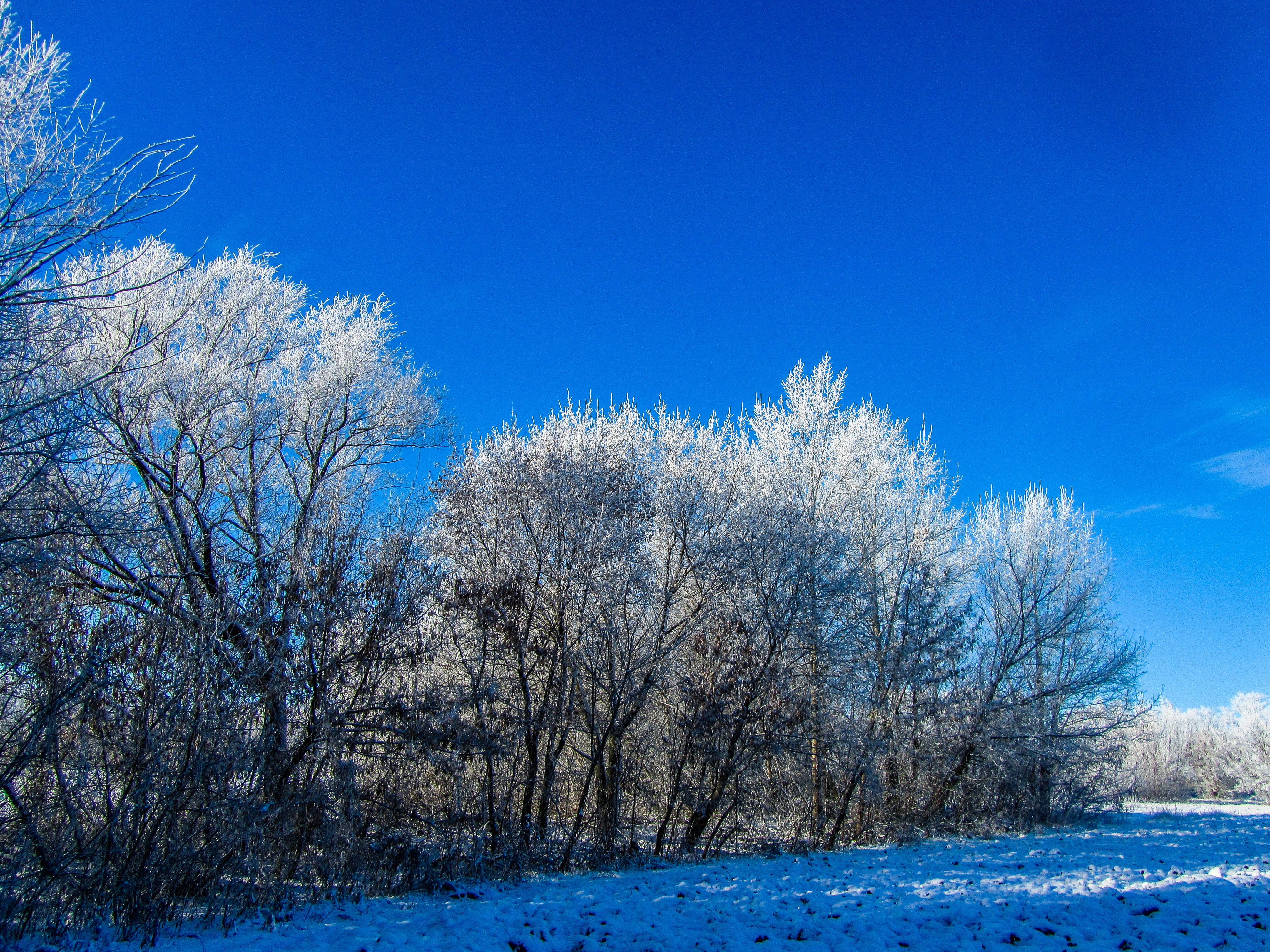 Download mobile wallpaper Winter, Tree, Earth for free.