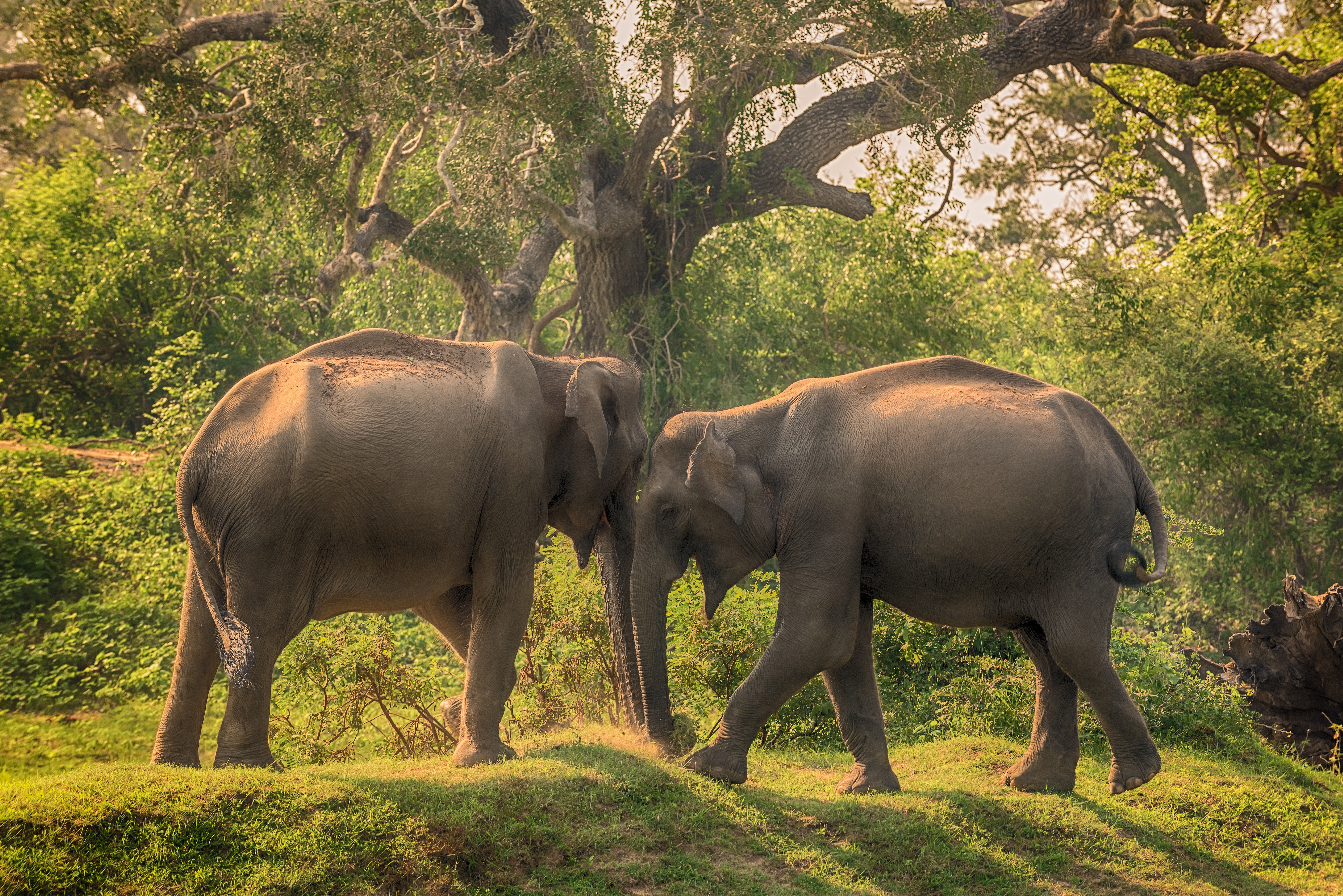 Handy-Wallpaper Tiere, Elefanten, Asiatischer Elefant kostenlos herunterladen.