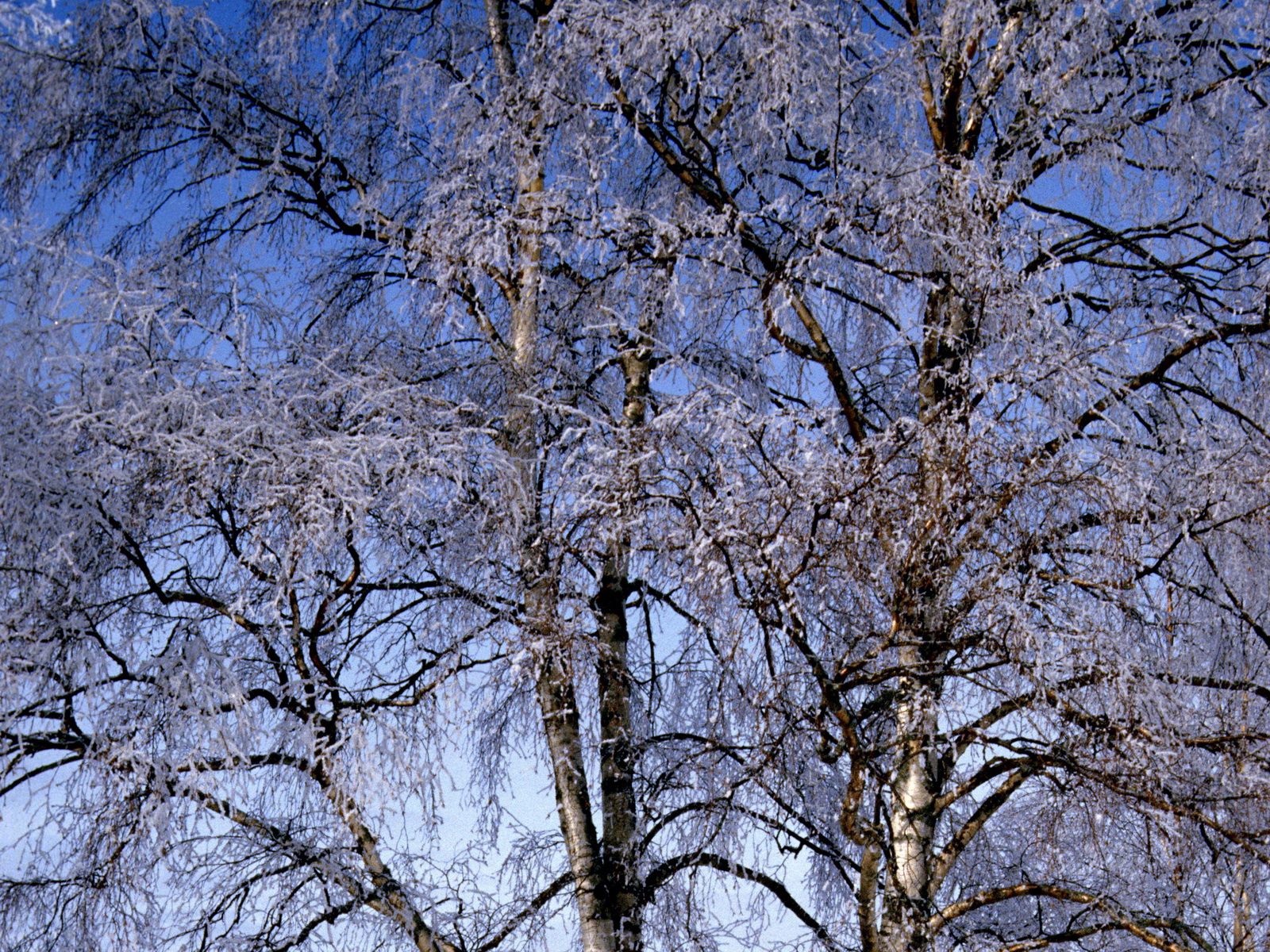 winter, nature, birches, branches, frost, hoarfrost