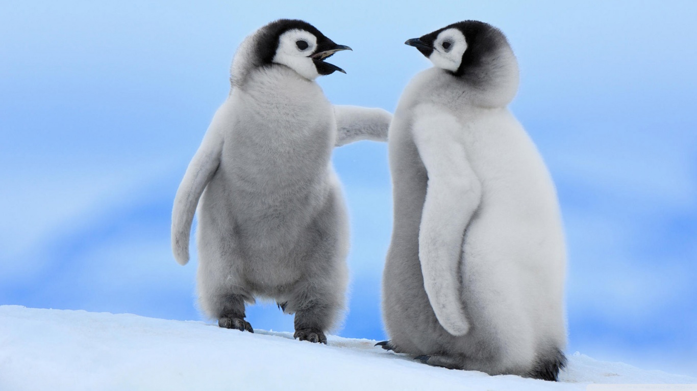 Скачать обои бесплатно Животные, Пингвин картинка на рабочий стол ПК
