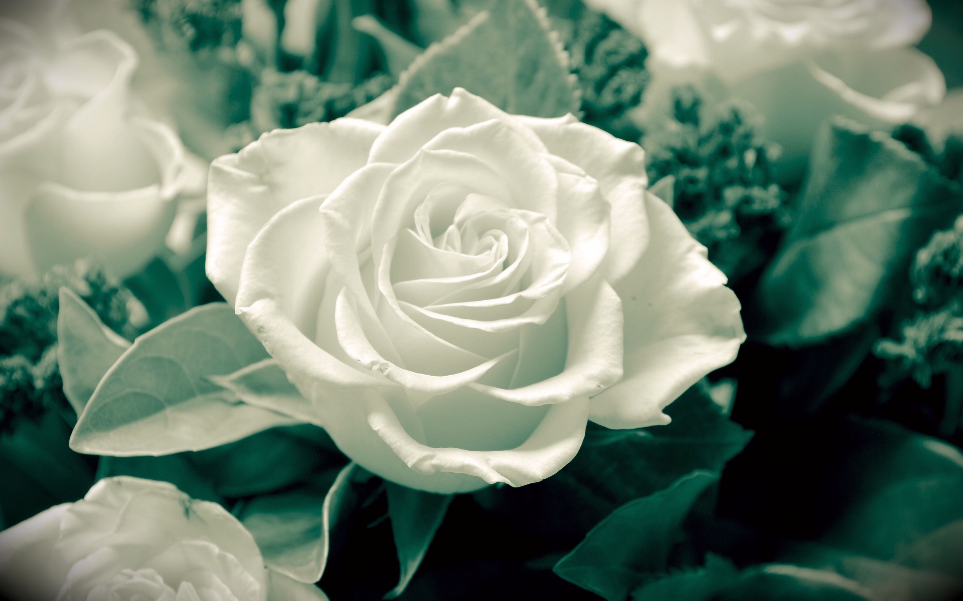 Завантажити шпалери Біла Троянда на телефон безкоштовно