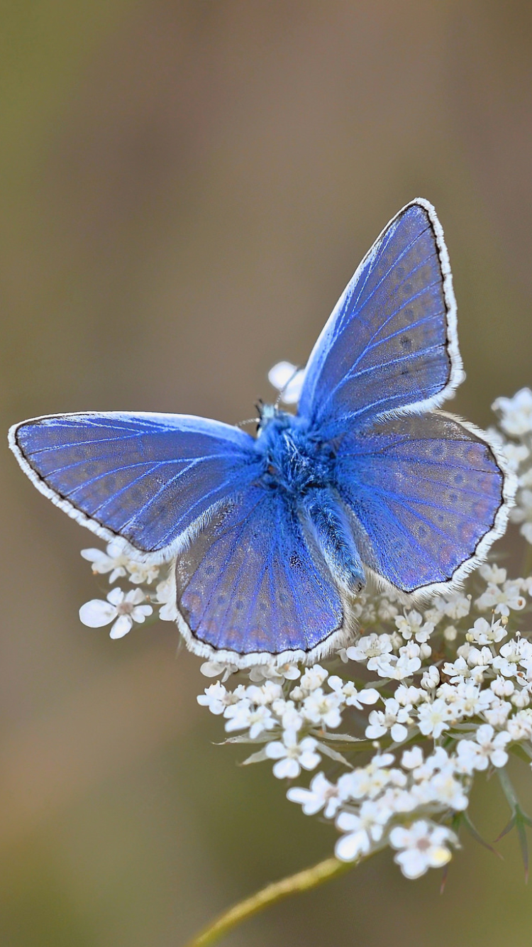 Handy-Wallpaper Tiere, Natur, Schmetterlinge, Blume, Makro kostenlos herunterladen.