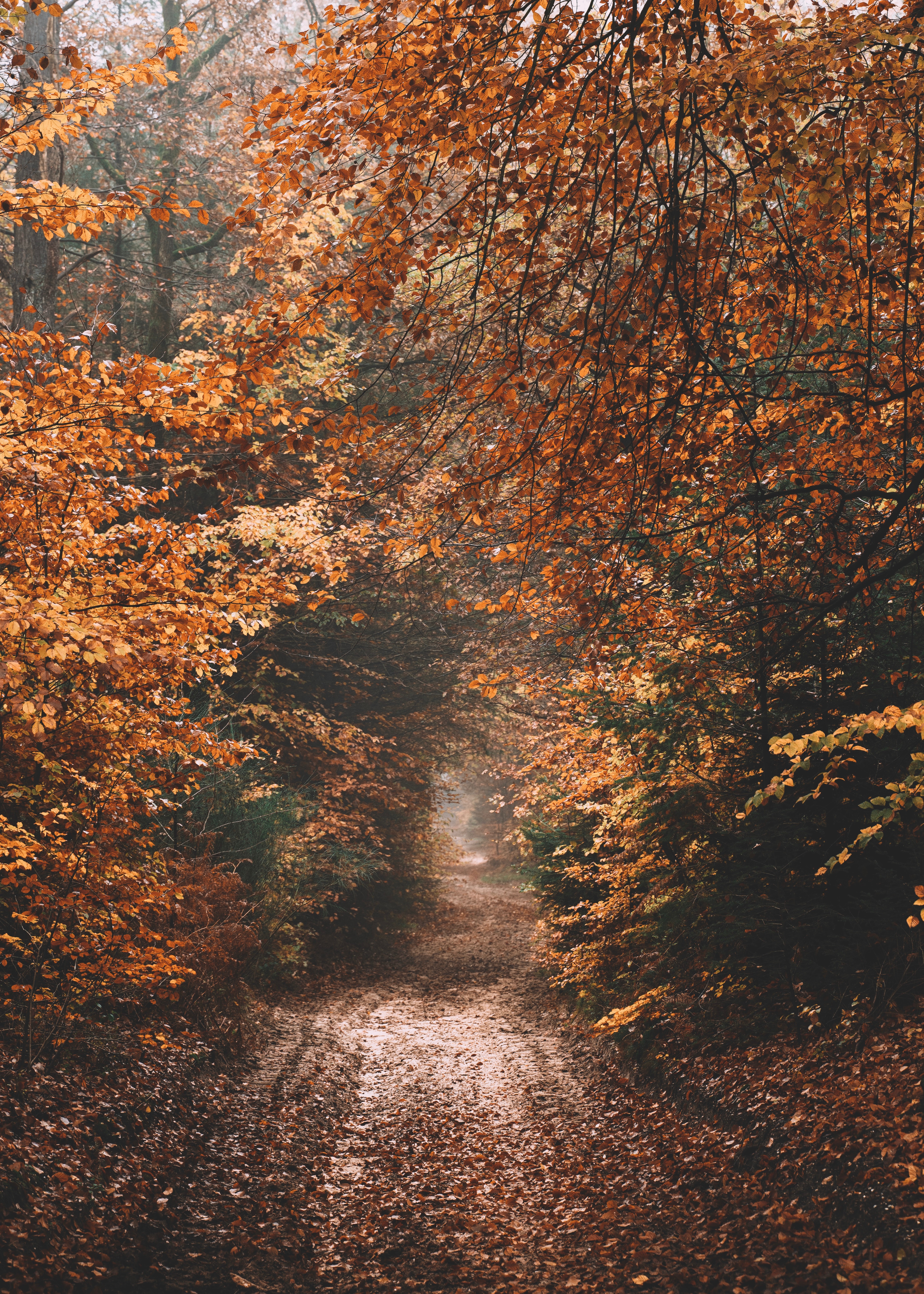 Download mobile wallpaper Forest, Road, Nature, Autumn for free.