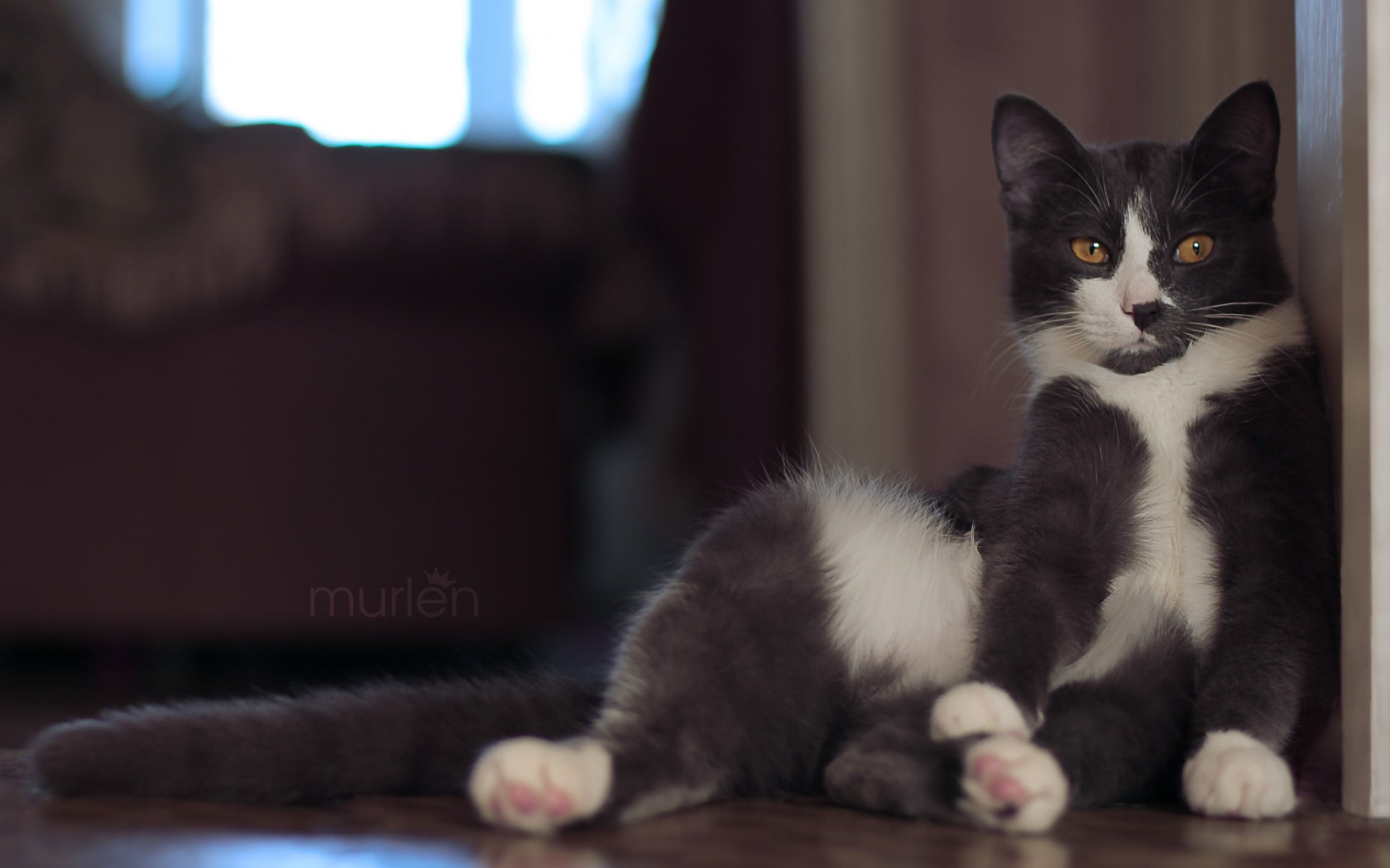 Baixe gratuitamente a imagem Animais, Gatos, Gato na área de trabalho do seu PC