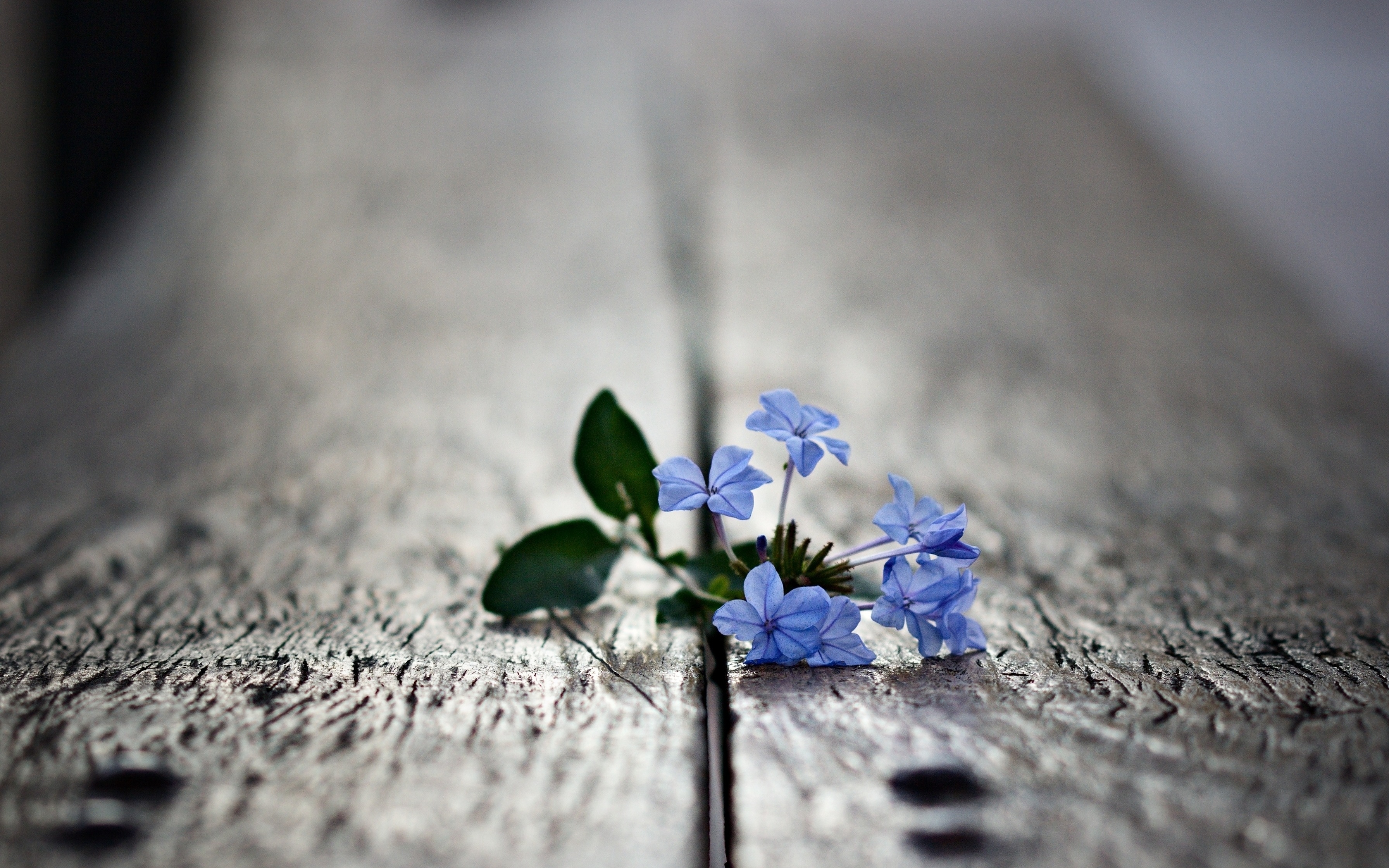 Download mobile wallpaper Wood, Macro, Mini, Surface, Flowers, Wooden for free.