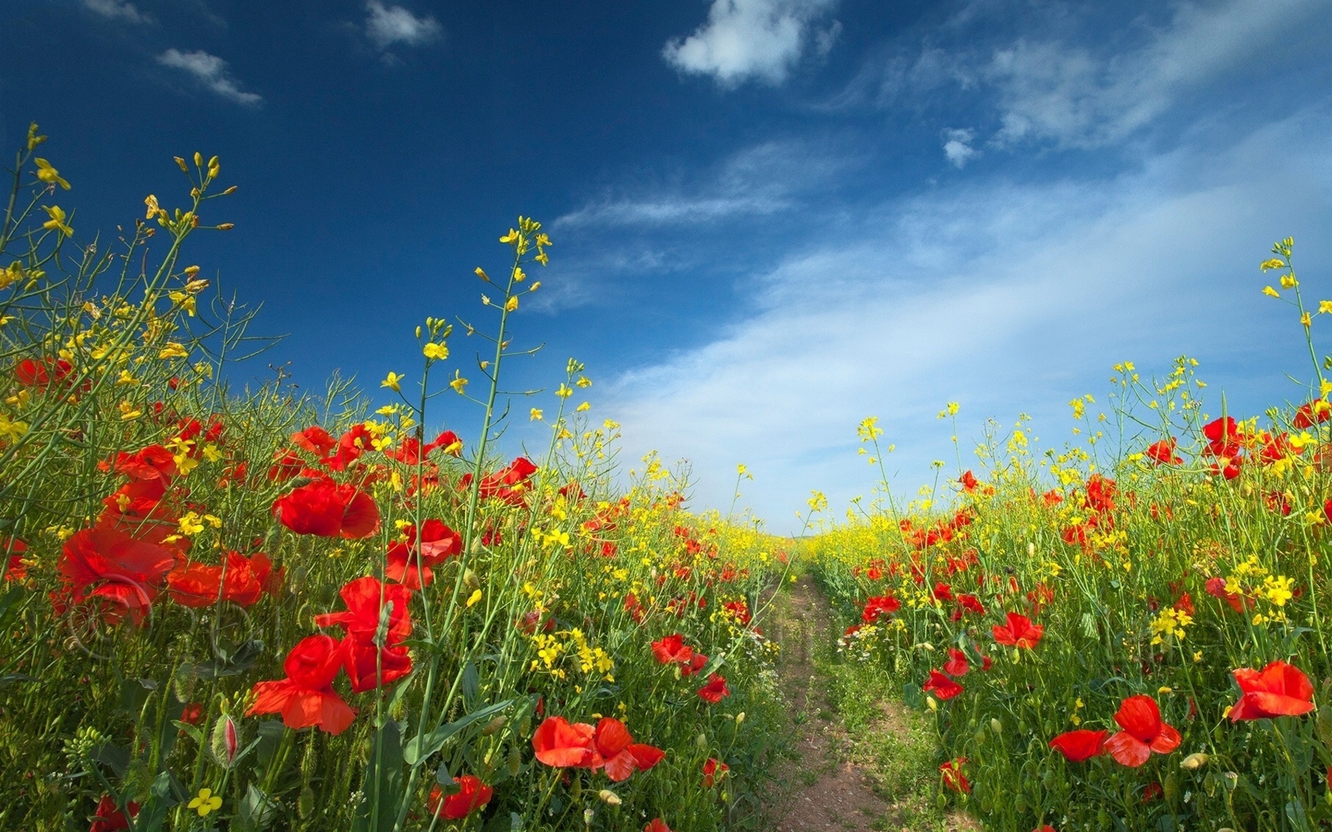 Free download wallpaper Nature, Flowers, Landscape, Plants, Fields on your PC desktop