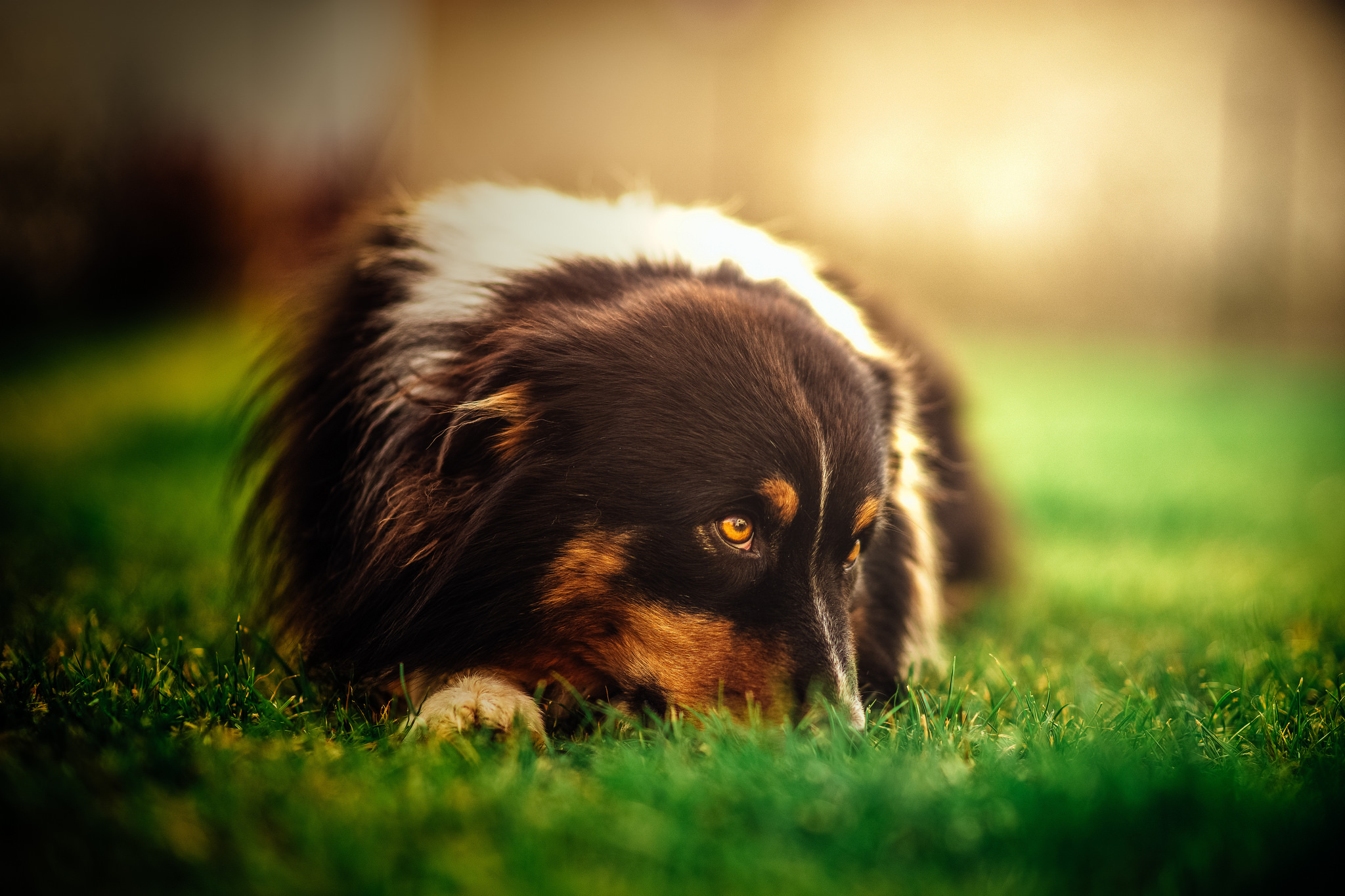 Download mobile wallpaper Dogs, Grass, Dog, Animal, Bokeh, Lying Down for free.