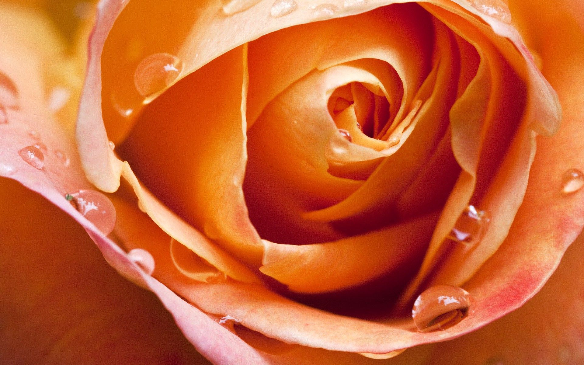 Téléchargez gratuitement l'image Macro, Rosée, Fleur, Une Rose, Pétales, Rose sur le bureau de votre PC