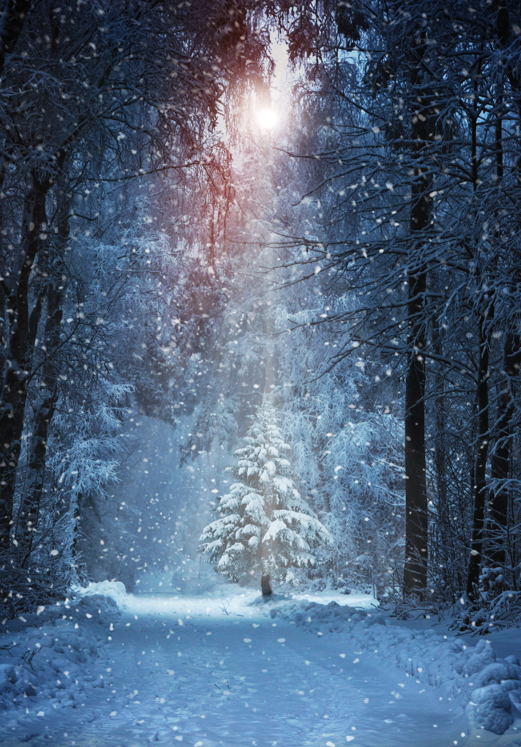 Download mobile wallpaper Winter, Snow, Forest, Tree, Earth, Path, Snowfall, Sunbeam, Sunbean for free.