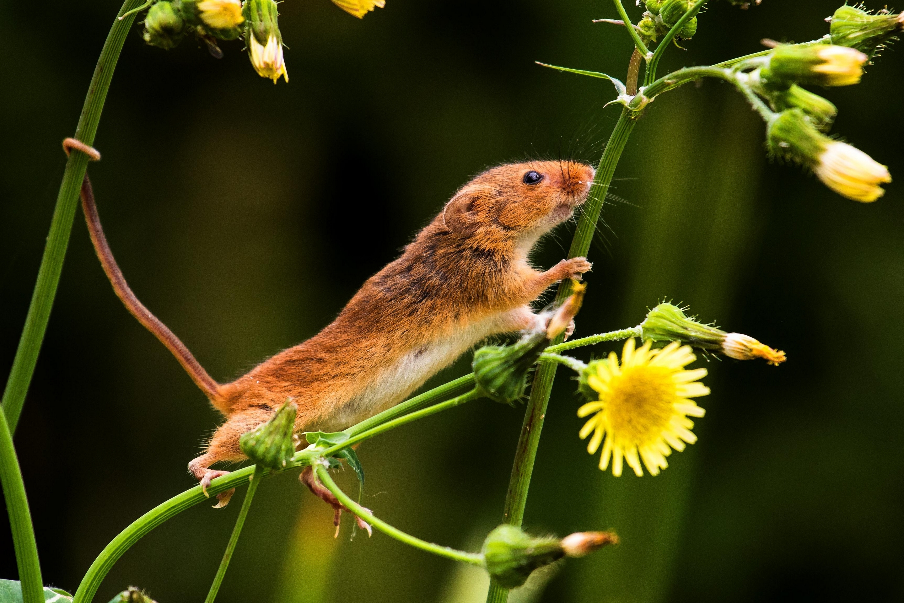Free download wallpaper Flower, Animal, Mouse, Rodent on your PC desktop