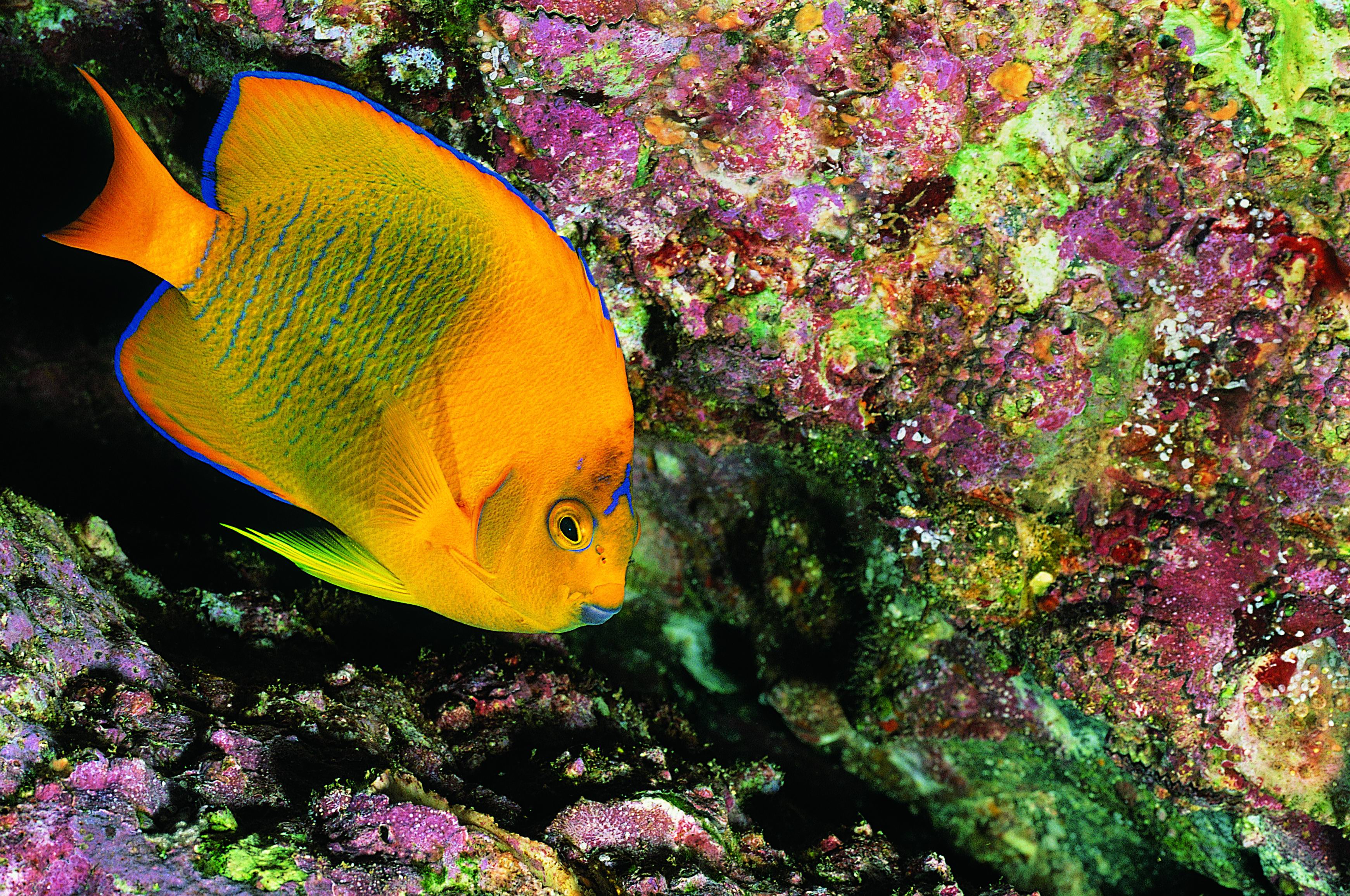 Laden Sie das Fische, Fisch, Tiere-Bild kostenlos auf Ihren PC-Desktop herunter