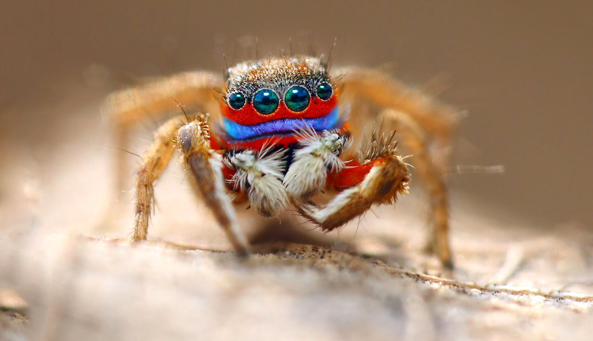 無料モバイル壁紙動物, 大きい, 目, クモ, ハエトリグモをダウンロードします。