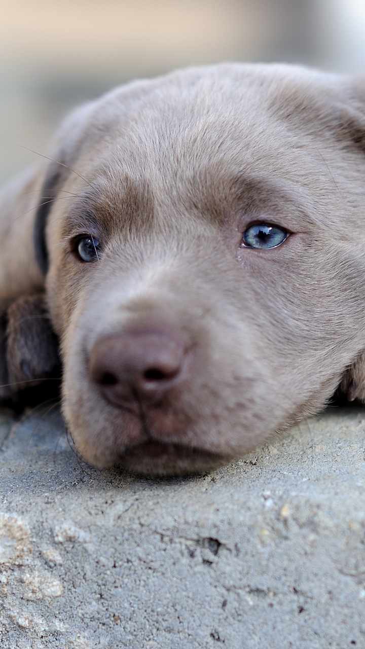 Download mobile wallpaper Dogs, Dog, Muzzle, Animal, Puppy, Weimaraner, Baby Animal for free.