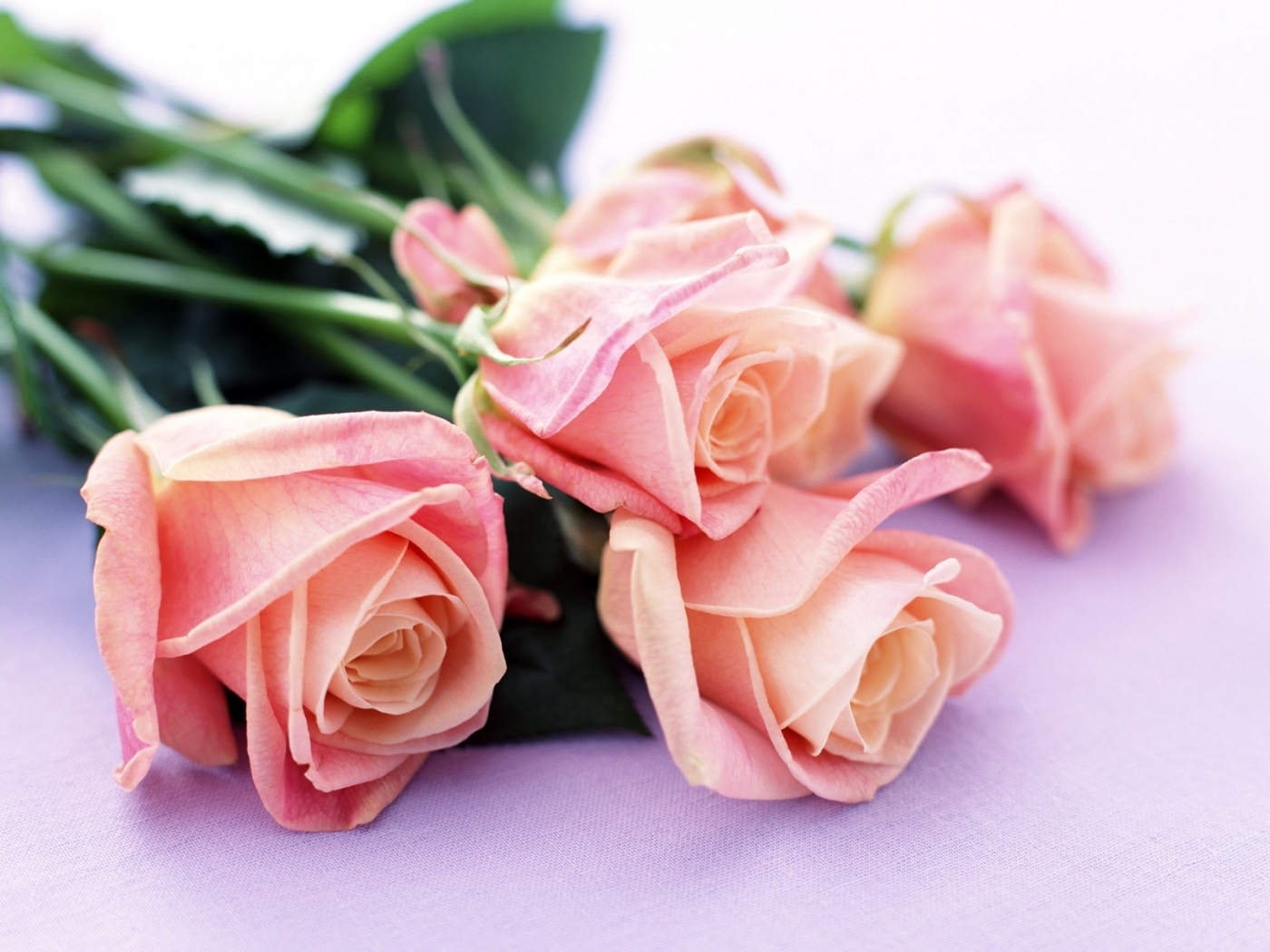 Laden Sie das Roses, Blumen, Pflanzen-Bild kostenlos auf Ihren PC-Desktop herunter