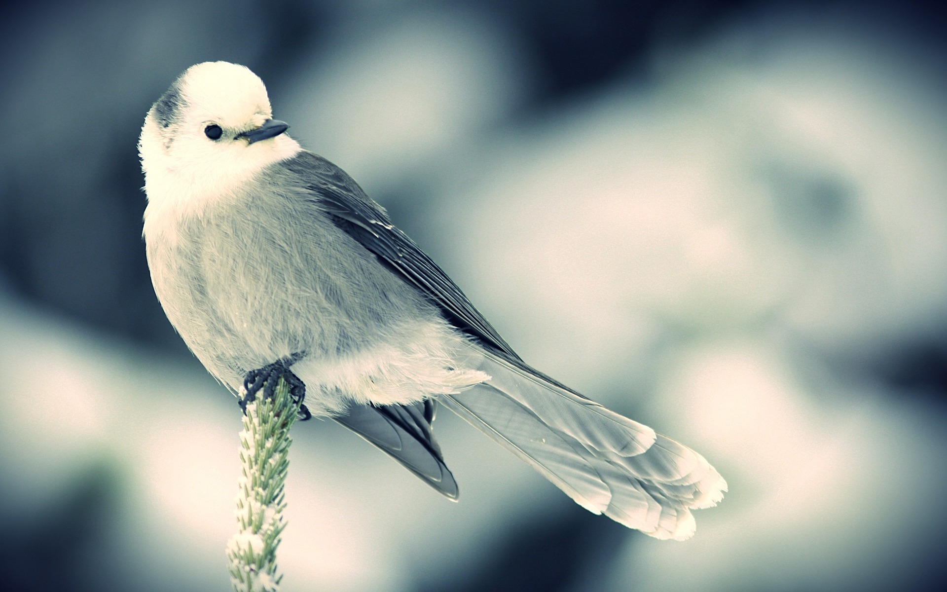 Laden Sie das Vogel, Vögel, Tiere-Bild kostenlos auf Ihren PC-Desktop herunter