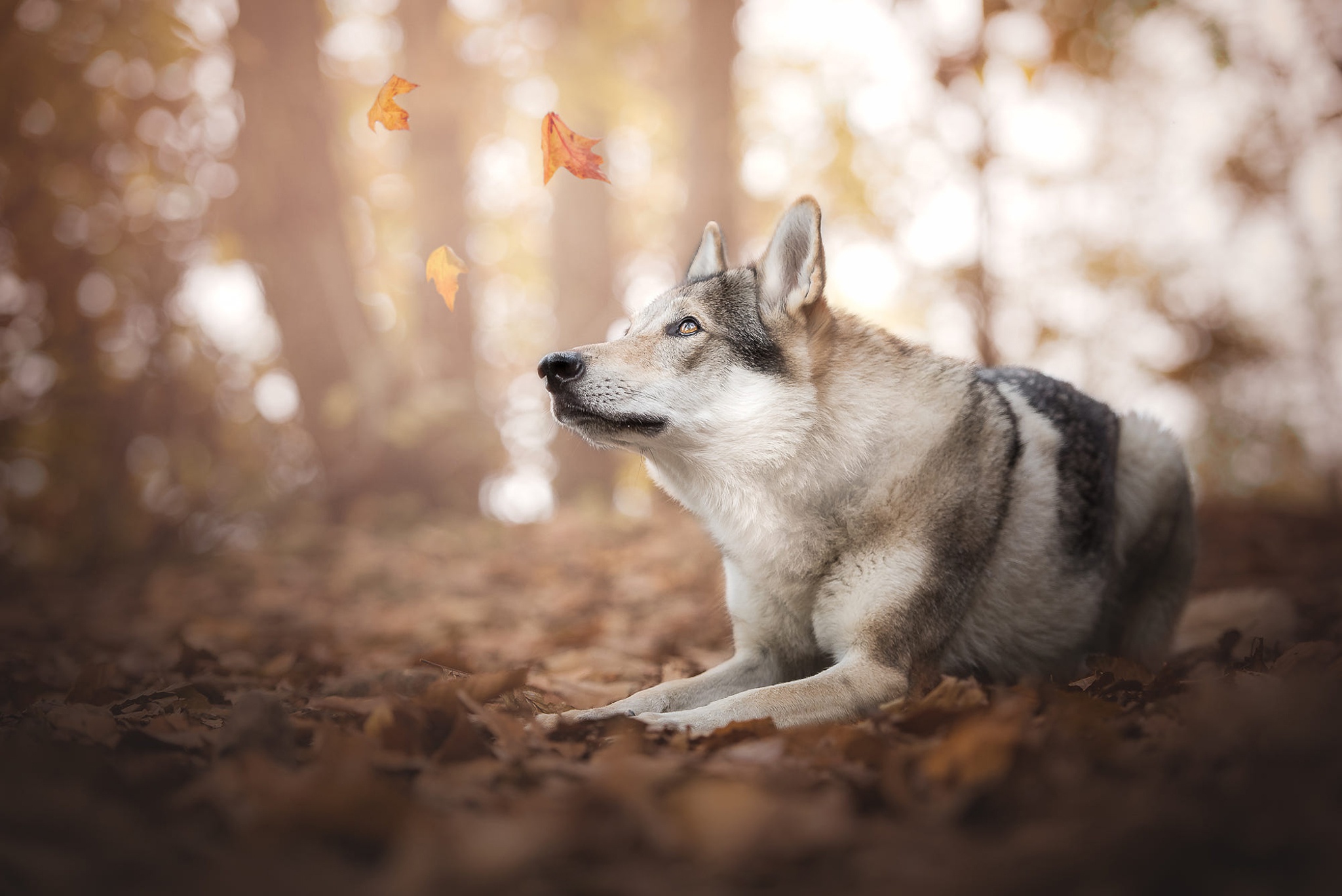 Download mobile wallpaper Dogs, Dog, Animal, Bokeh, Wolfdog for free.