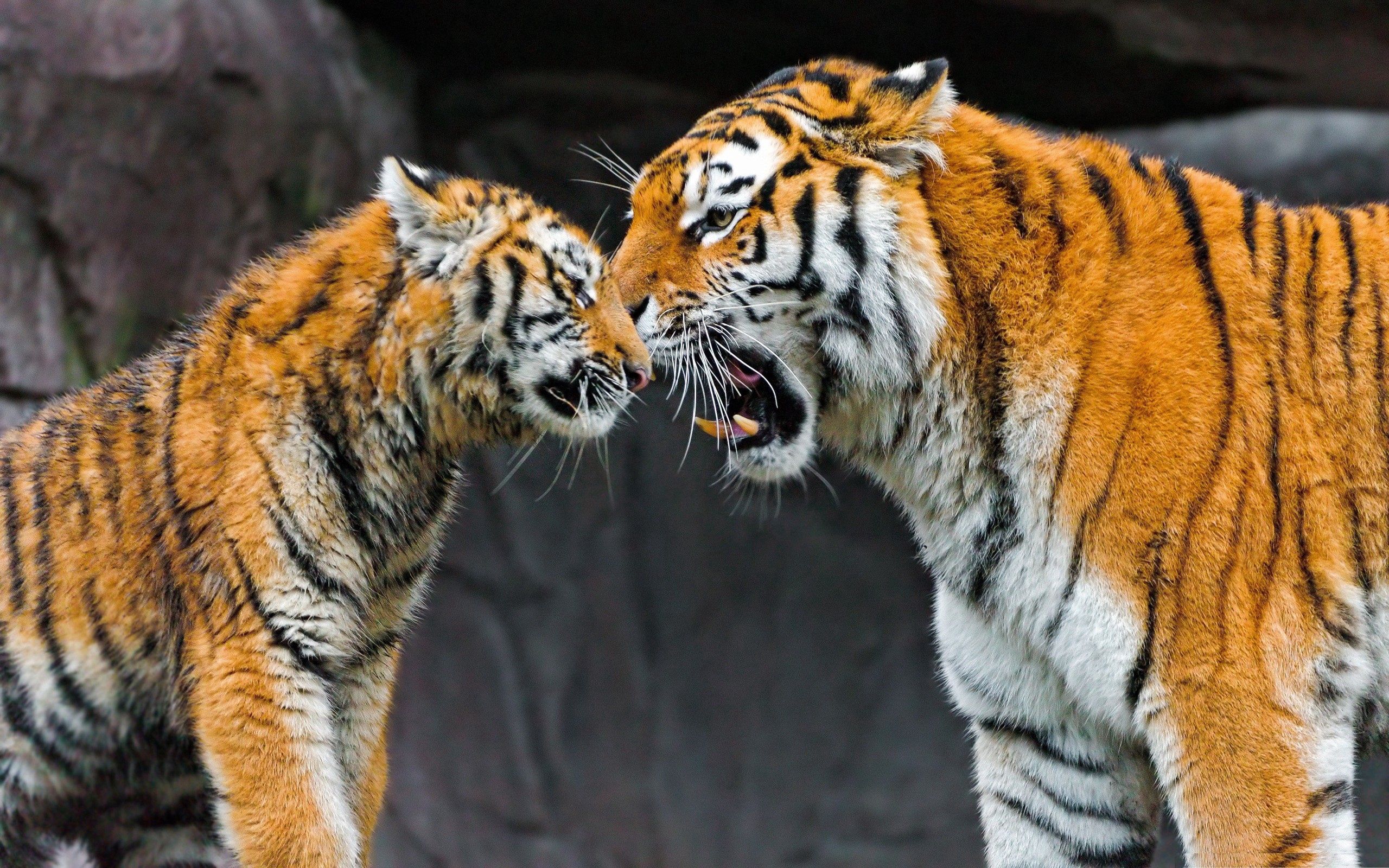 120119 télécharger l'image tigre, coupler, animaux, jeune, paire, gros chat, fauve, se soucier, soin, joey - fonds d'écran et économiseurs d'écran gratuits