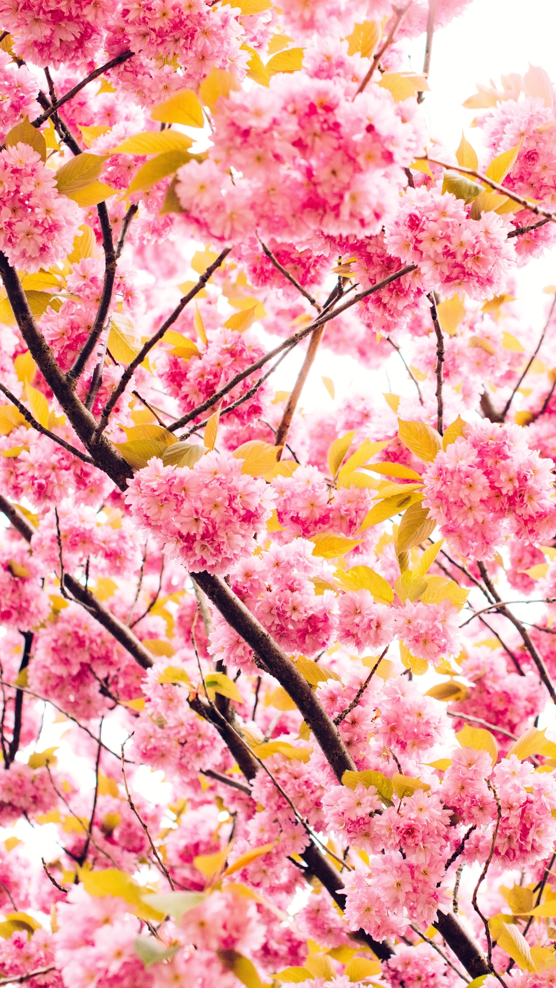Handy-Wallpaper Natur, Blumen, Blume, Ast, Zweig, Blüte, Kirschblüte, Erde/natur, Pinke Blume kostenlos herunterladen.
