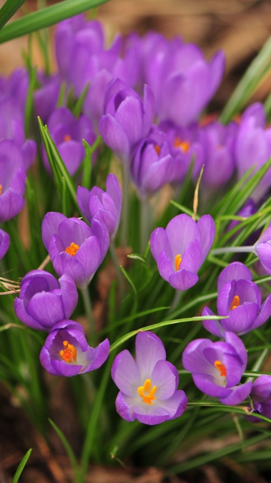 Descarga gratuita de fondo de pantalla para móvil de Flores, Flor, Azafrán, Tierra/naturaleza.