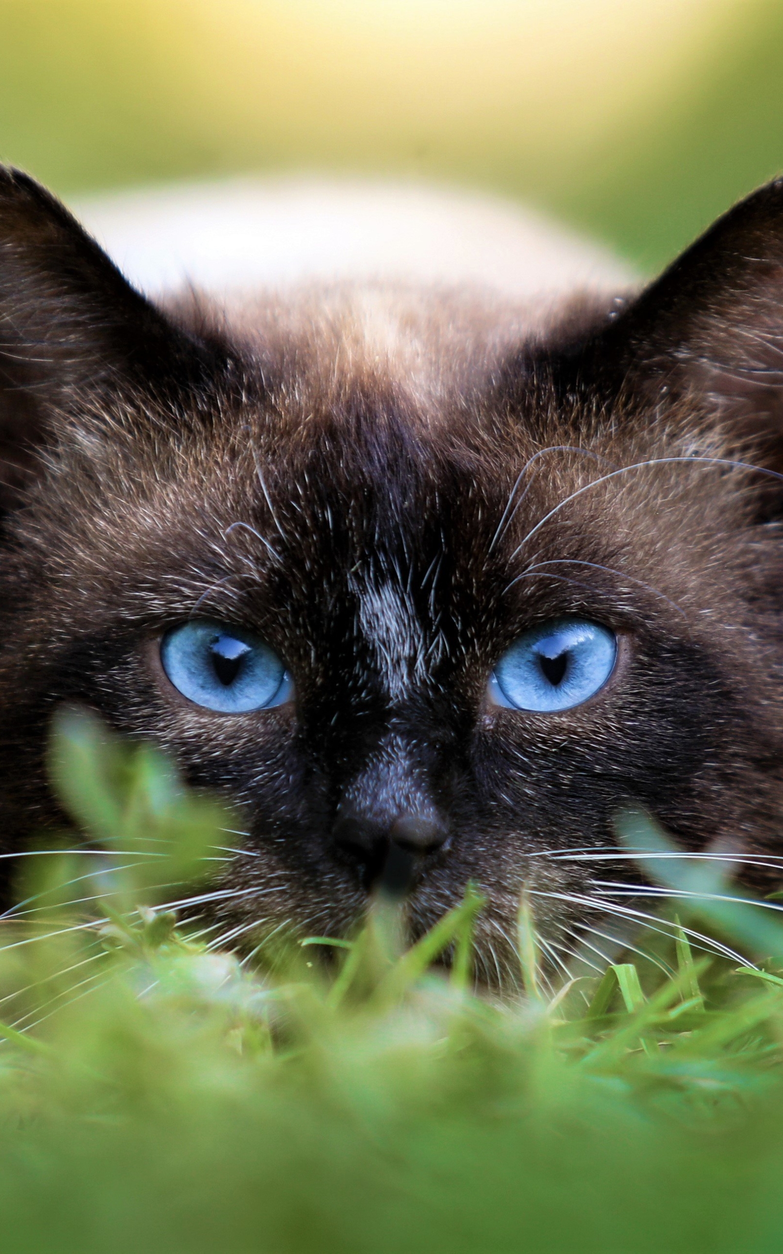 Descarga gratuita de fondo de pantalla para móvil de Animales, Gatos, Gato, Ojos Azules.