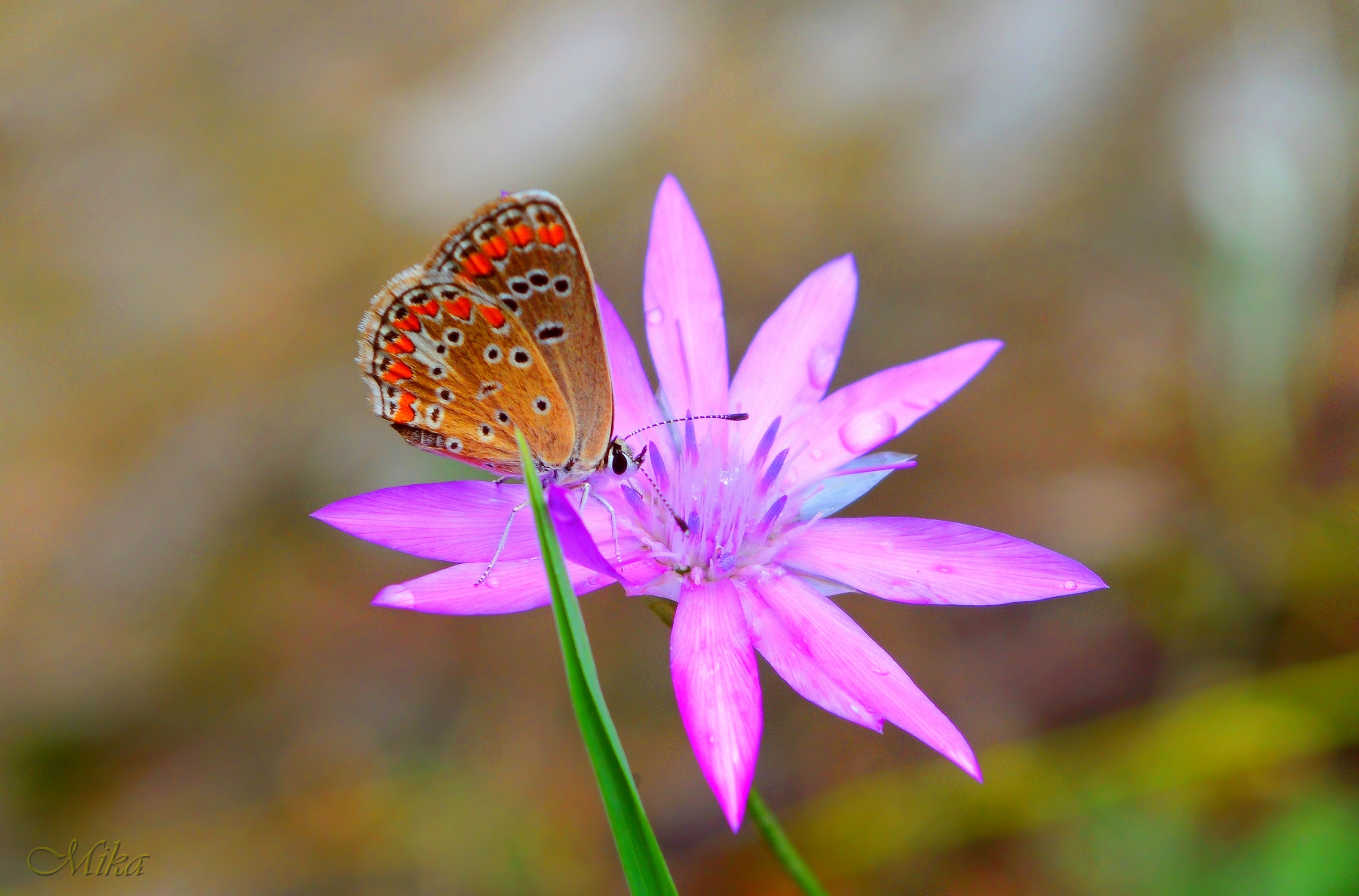 Descarga gratis la imagen Animales, Flor Rosa, Insecto, Mariposa, Macrofotografía en el escritorio de tu PC