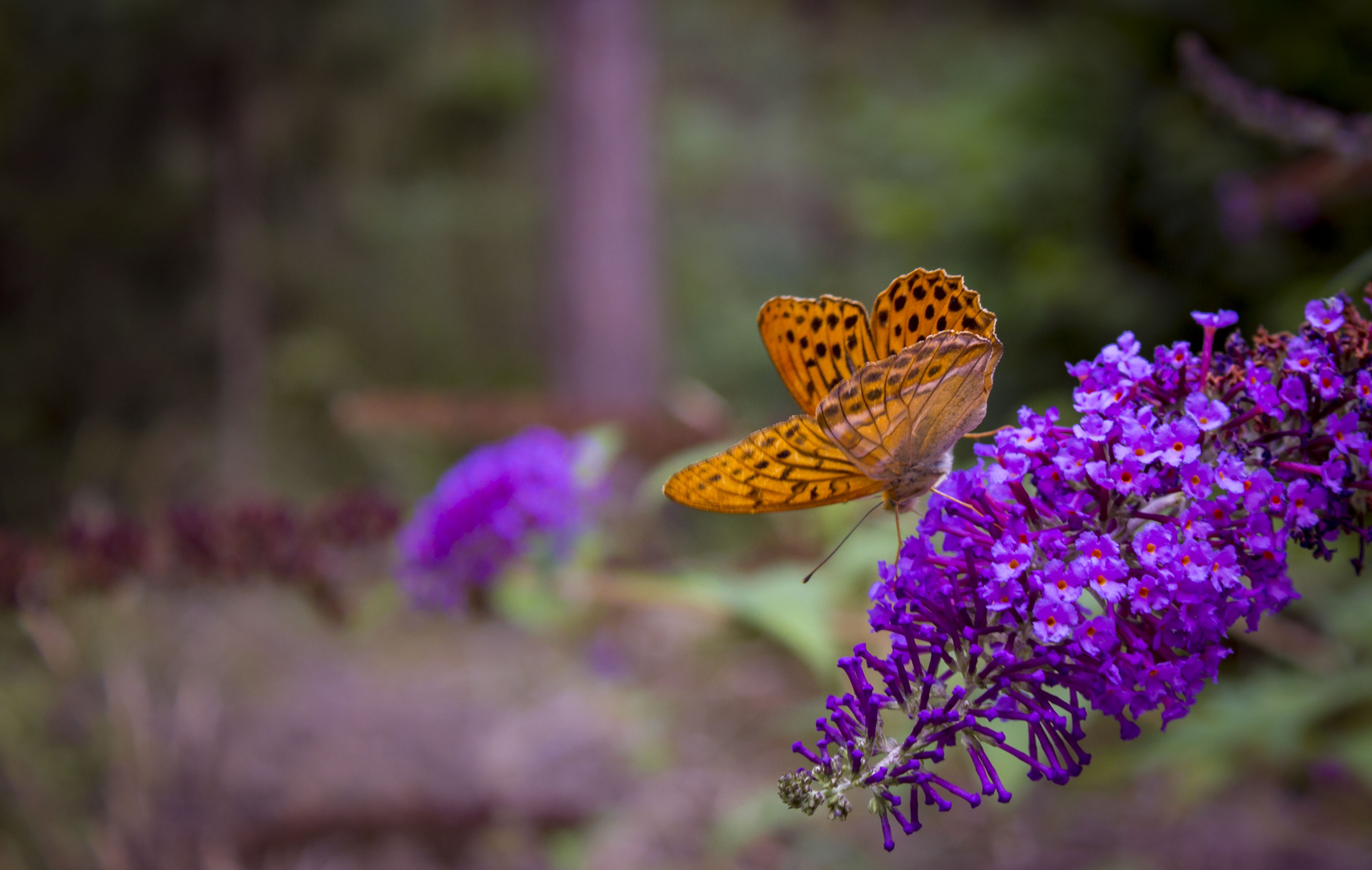 Download mobile wallpaper Flower, Insect, Butterfly, Animal, Purple Flower, Depth Of Field for free.