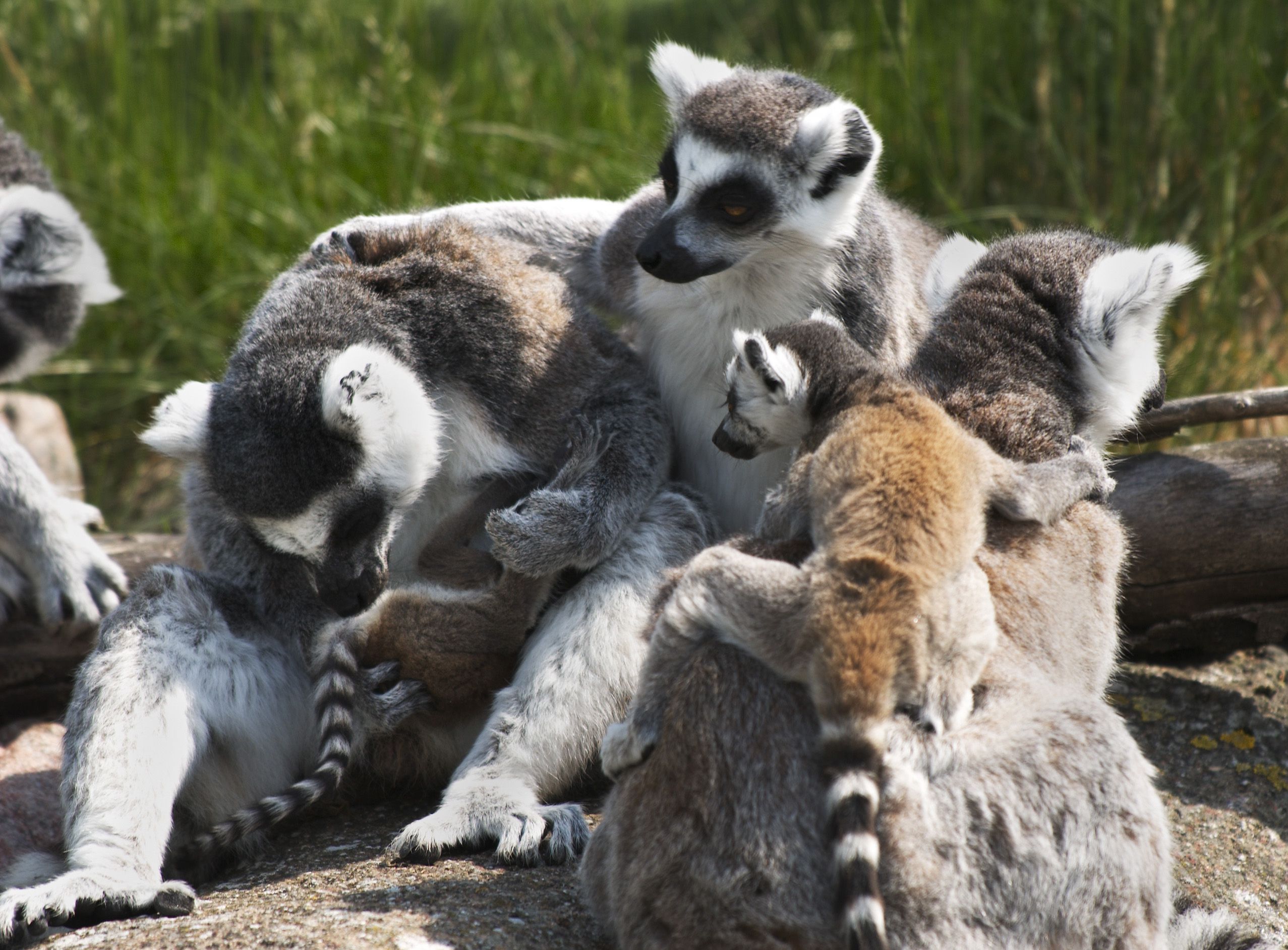 321604 Bild herunterladen tiere, lemur, affen - Hintergrundbilder und Bildschirmschoner kostenlos