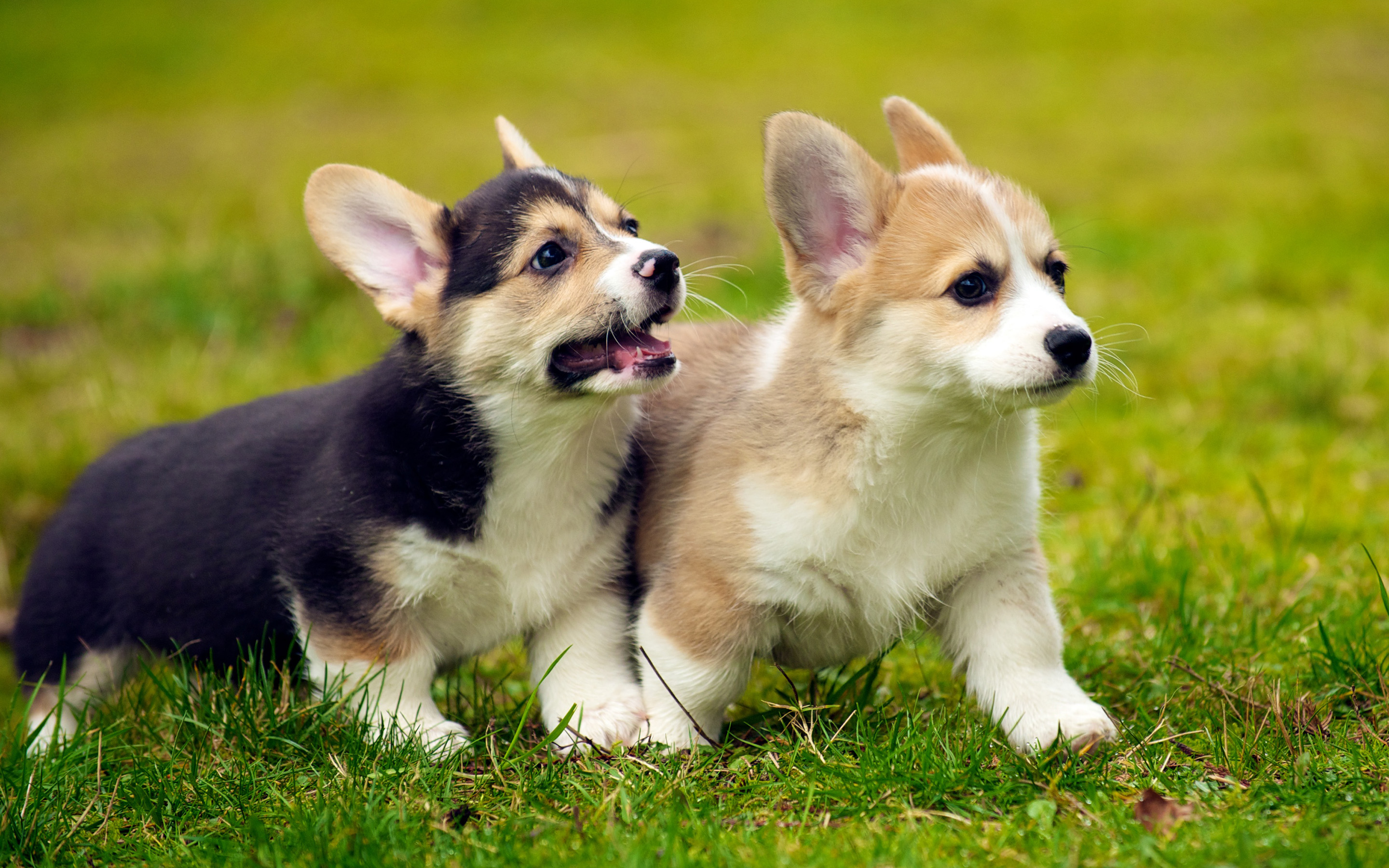 Free download wallpaper Dogs, Dog, Animal, Puppy, Corgi, Baby Animal on your PC desktop