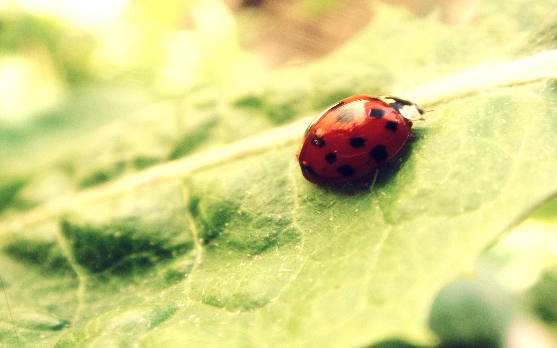 macro, light, bright, sheet, leaf, light coloured, ladybug, ladybird