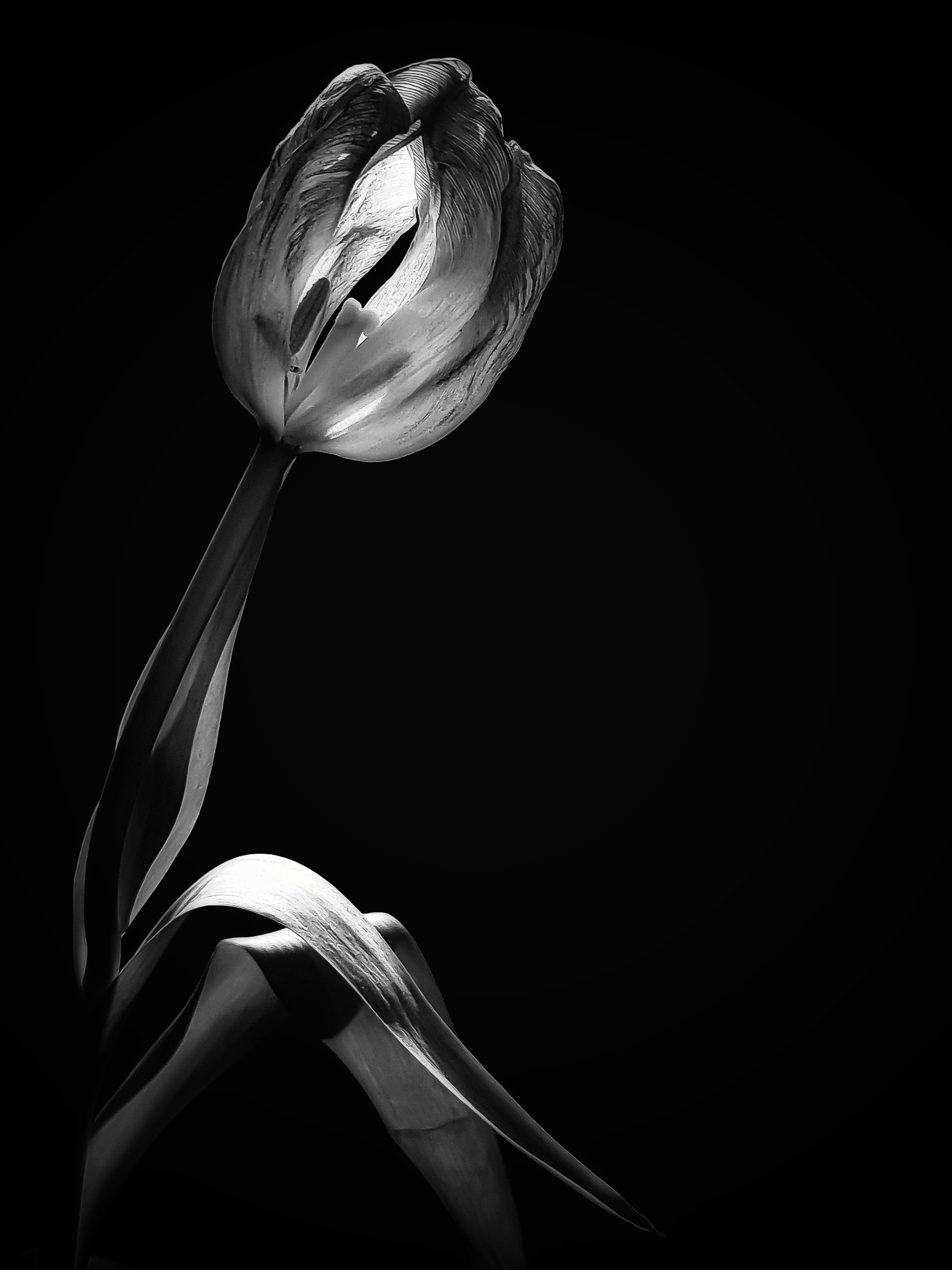 Free download wallpaper Tulip, Flower, Black And White on your PC desktop