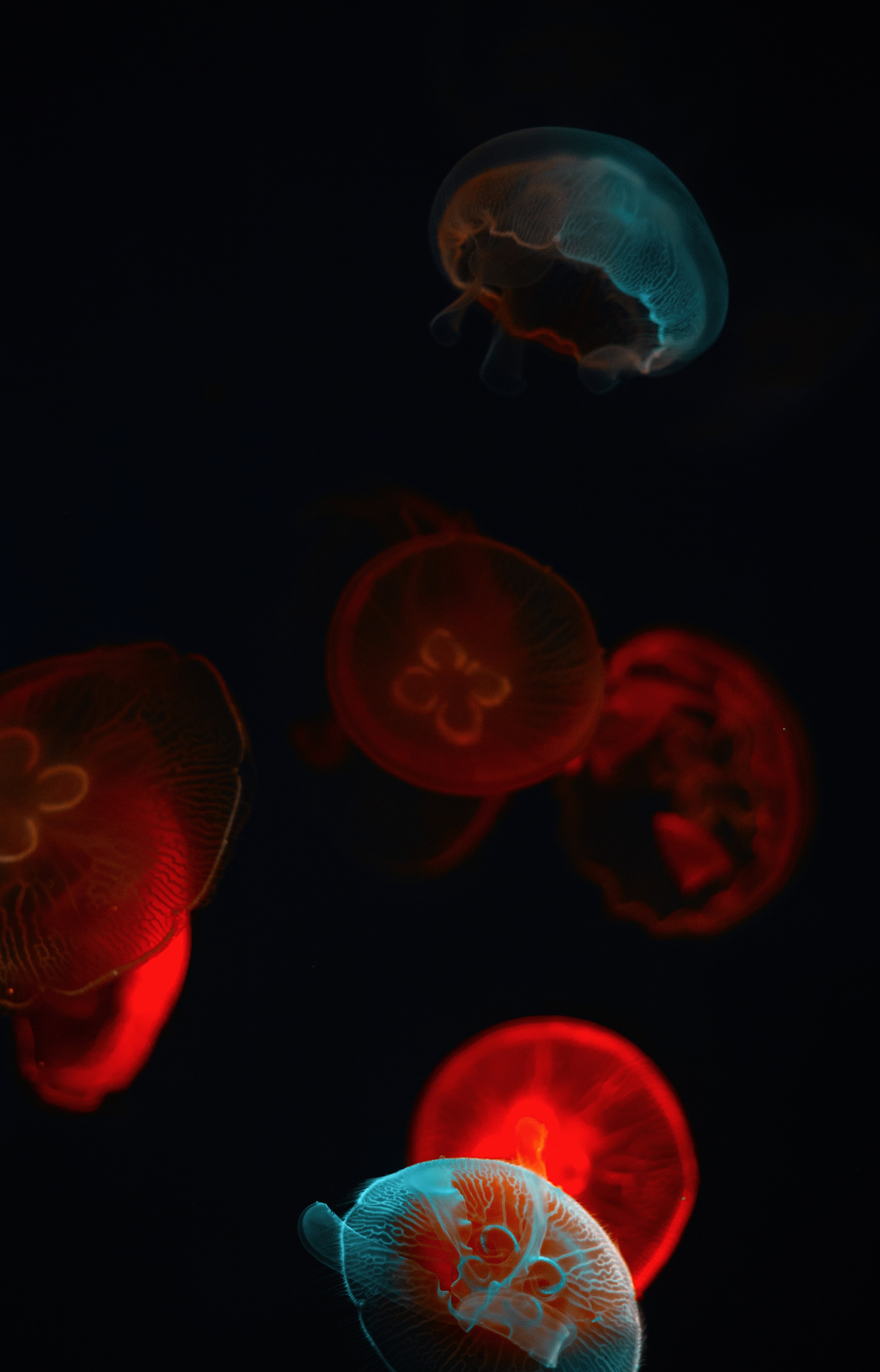 Download mobile wallpaper Glow, Underwater World, Jellyfish, Dark for free.