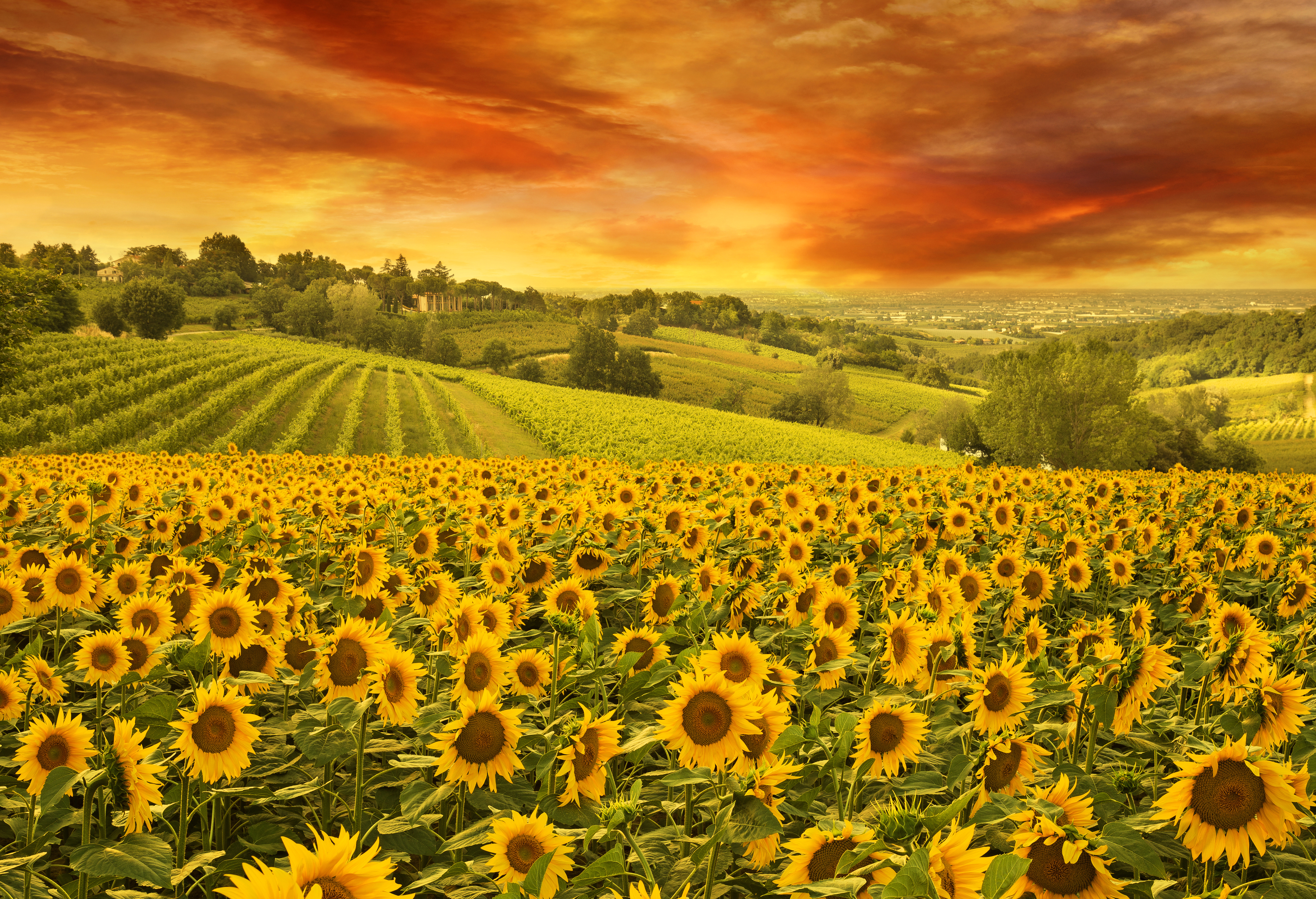Handy-Wallpaper Blumen, Sommer, Horizont, Feld, Wolke, Sonnenblume, Gelbe Blume, Himmel, Sonnenuntergang, Erde/natur kostenlos herunterladen.