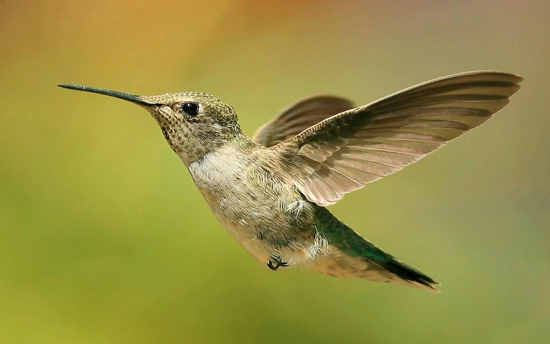 Free download wallpaper Animal, Hummingbird on your PC desktop