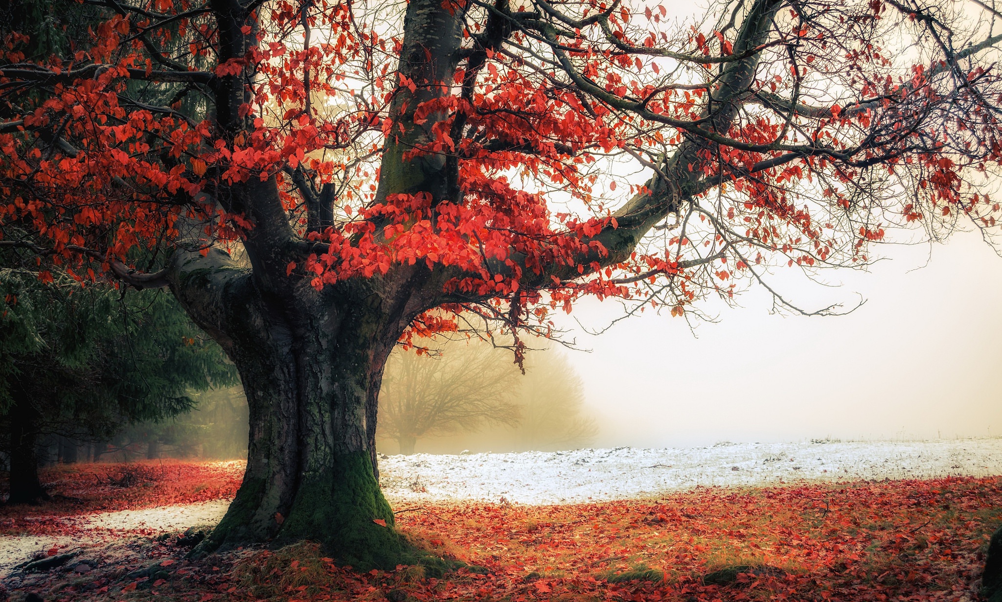 Baixe gratuitamente a imagem Natureza, Árvores, Outono, Árvore, Terra/natureza, Neblina na área de trabalho do seu PC