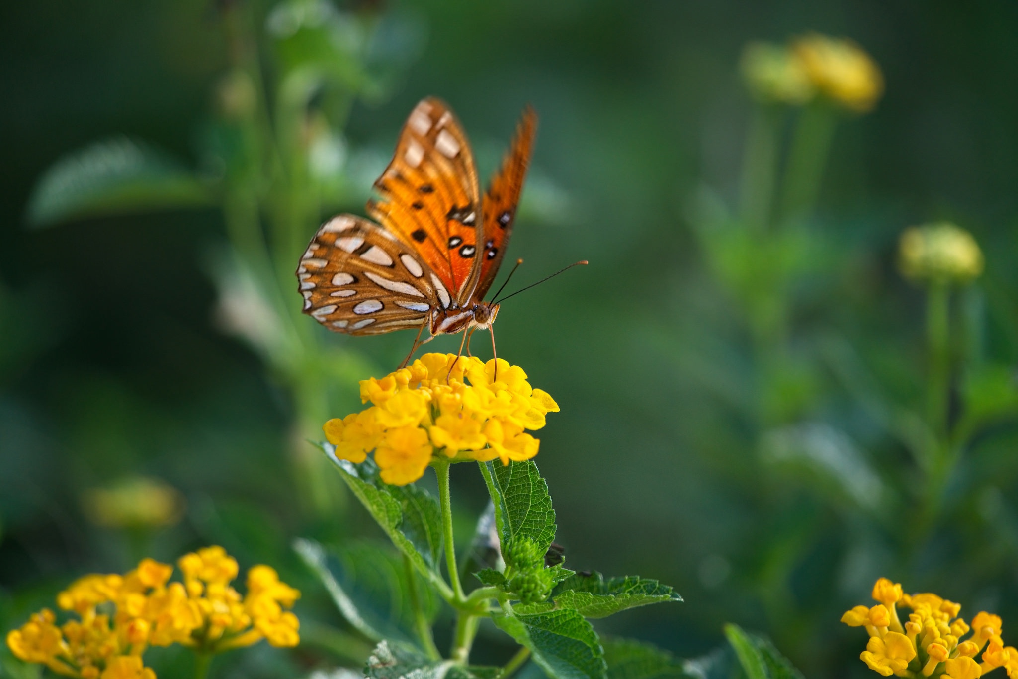 Download mobile wallpaper Macro, Insect, Butterfly, Animal, Yellow Flower for free.