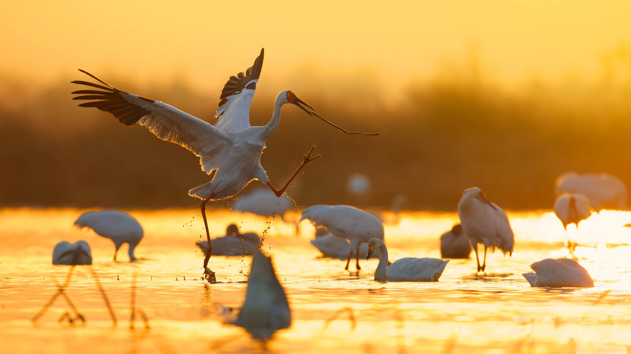 Download mobile wallpaper Birds, Bird, Animal, Crane, Siberian Crane for free.