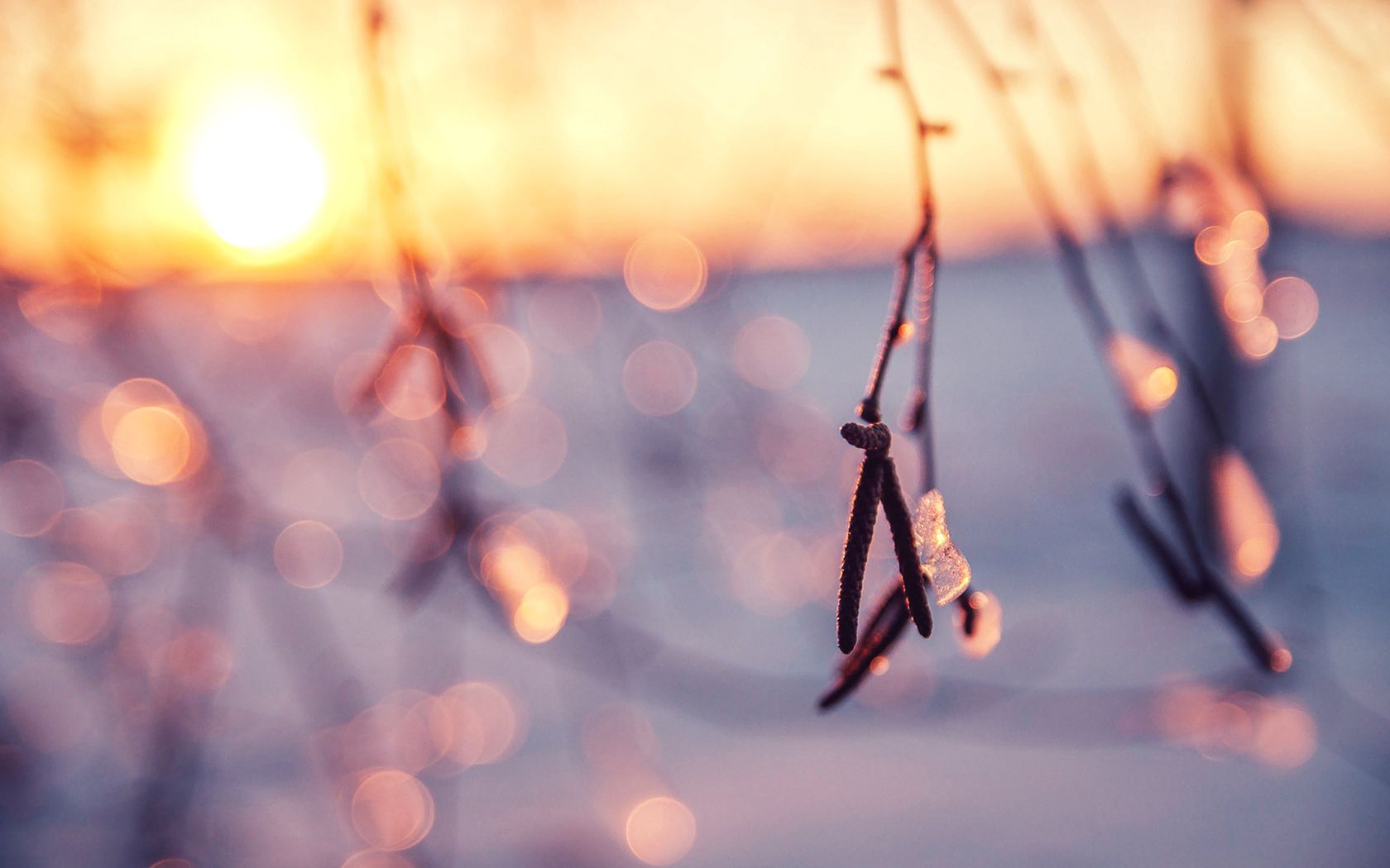 Laden Sie das Zweig, Eis, Ast, Sonnenlicht, Makro, Scheinen, Licht, Schnee, Winter-Bild kostenlos auf Ihren PC-Desktop herunter